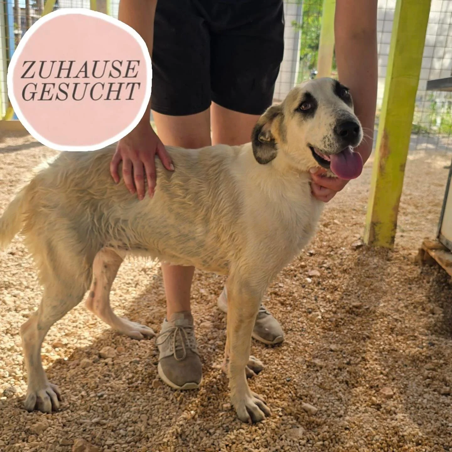 Verschmuste Rosa sucht ihr Forever Home 🧡
Rosa ist wie ihr Bruder Ralfi, so ein liebevoller und strahlender Charakter. Sie ist verspielt, lieb, verschmust, aufgeschlossen und freundlich. Sie ist eine von vier Geschwistern. Bei Spaziergängen an