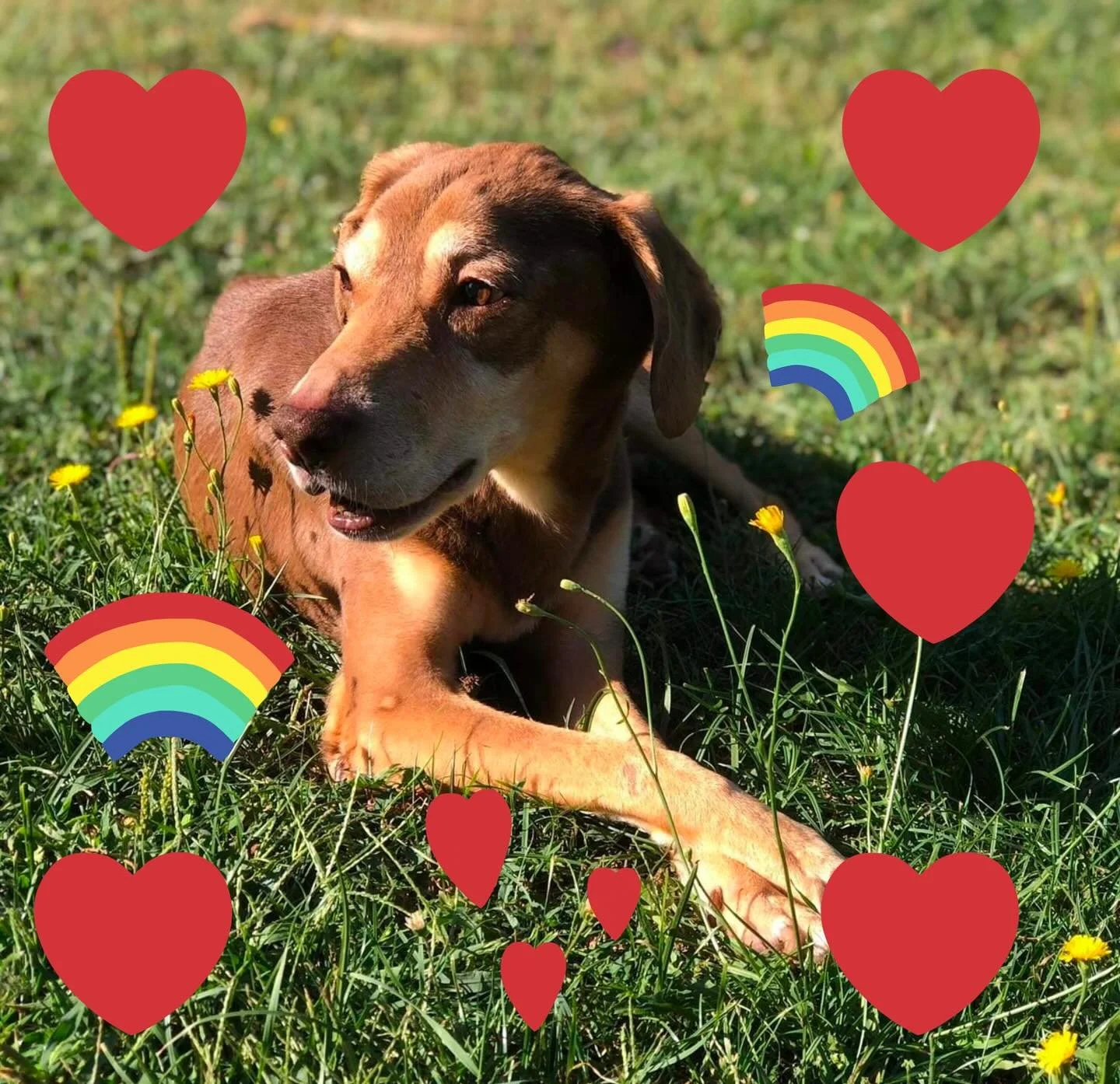 Scooby…❤️
Neznam sta da kazem. Neznam sta da kazem da se oprostim. 
Velika tuga i puno suza od kad si otiso. Nemogu nikako vjerovat da nisi vise tu. Ali dusa ti je sad slobodna. Dusa ti sad leti i Caesar i svi prijatelji su uz tebe. I jednog
