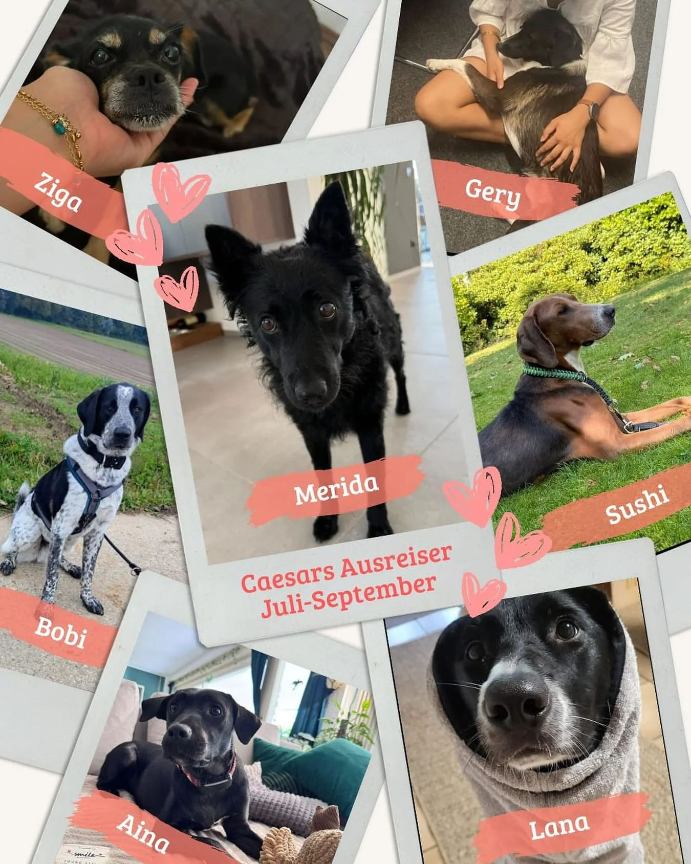 Auch diese Mäuse hatten einen Start in ein neues Leben 🩵 
#caesarsanimalclub #saarbruecken #adoptdontshop #saarland #tierschutz
