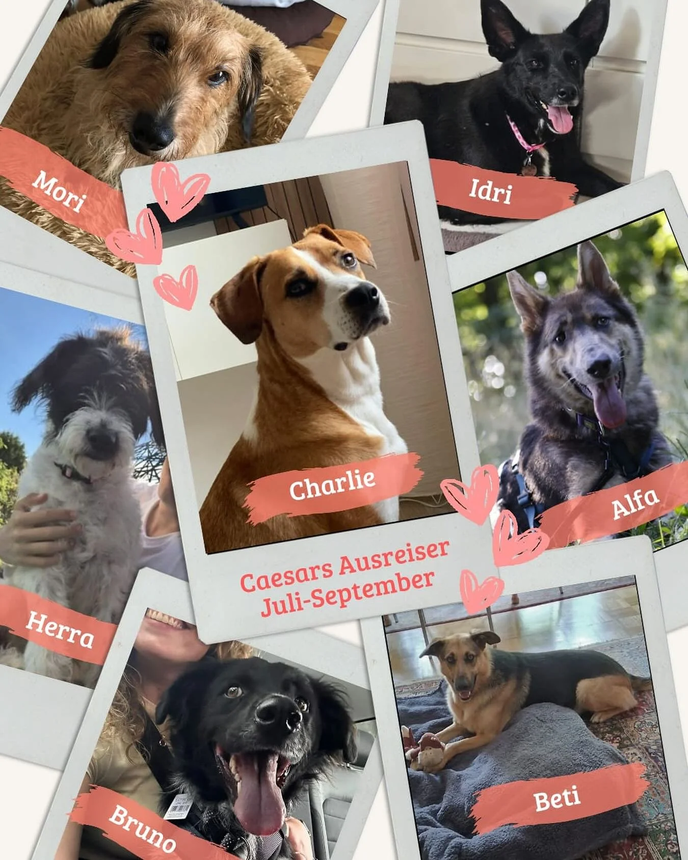 Der Start in ein neues Leben 🩵 
#caesarsanimalclub #saarbruecken #adoptdontshop #saarland #tierschutz