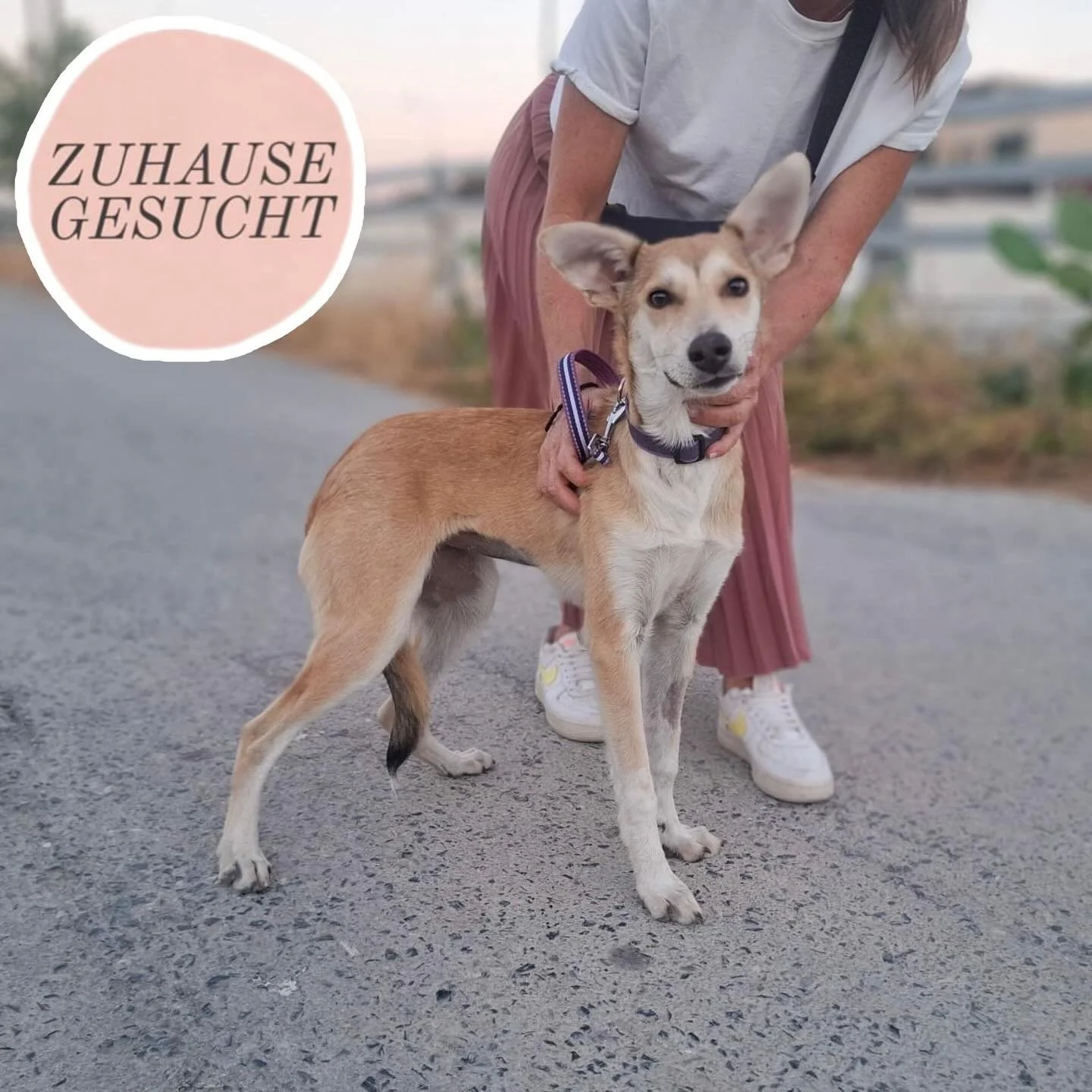 Kämpferin Nessa sucht liebevolle Familie ❤️
Nessa ist ca. 10 Monate alt und wir suchen dringend ein Zuhause oder eine Pflegestelle für die wundervolle Maus. 
Nach allem, was sie ertragen musste – Erschöpfung, Vernachlässig