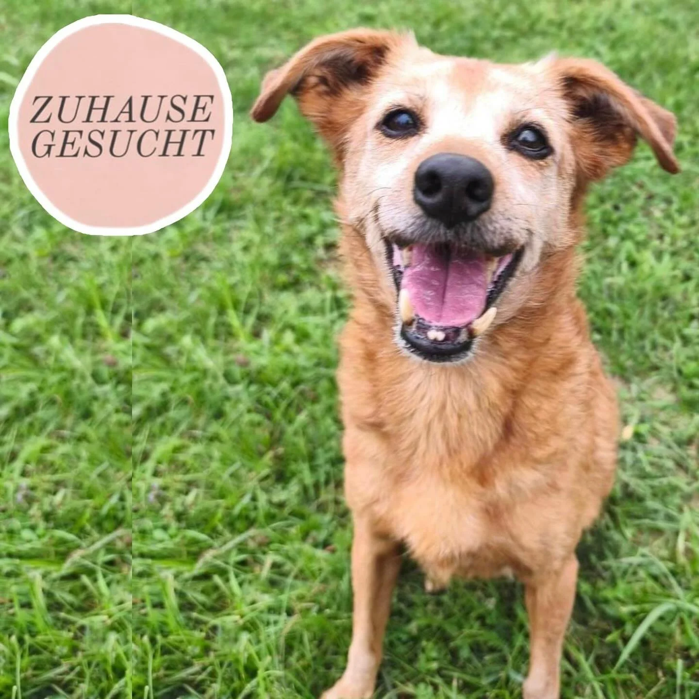 Zarte und fitte Reny wartet auf ein neues Zuhause ❤️
Reny’s Besitzer konnte sich nicht mehr um sie kümmern und hat sie im Tierheim Dumovec abgegeben. Reny ist sozialisiert mit anderen Hunden und interagiert sehr gerne mit ihnen. Sie ist a