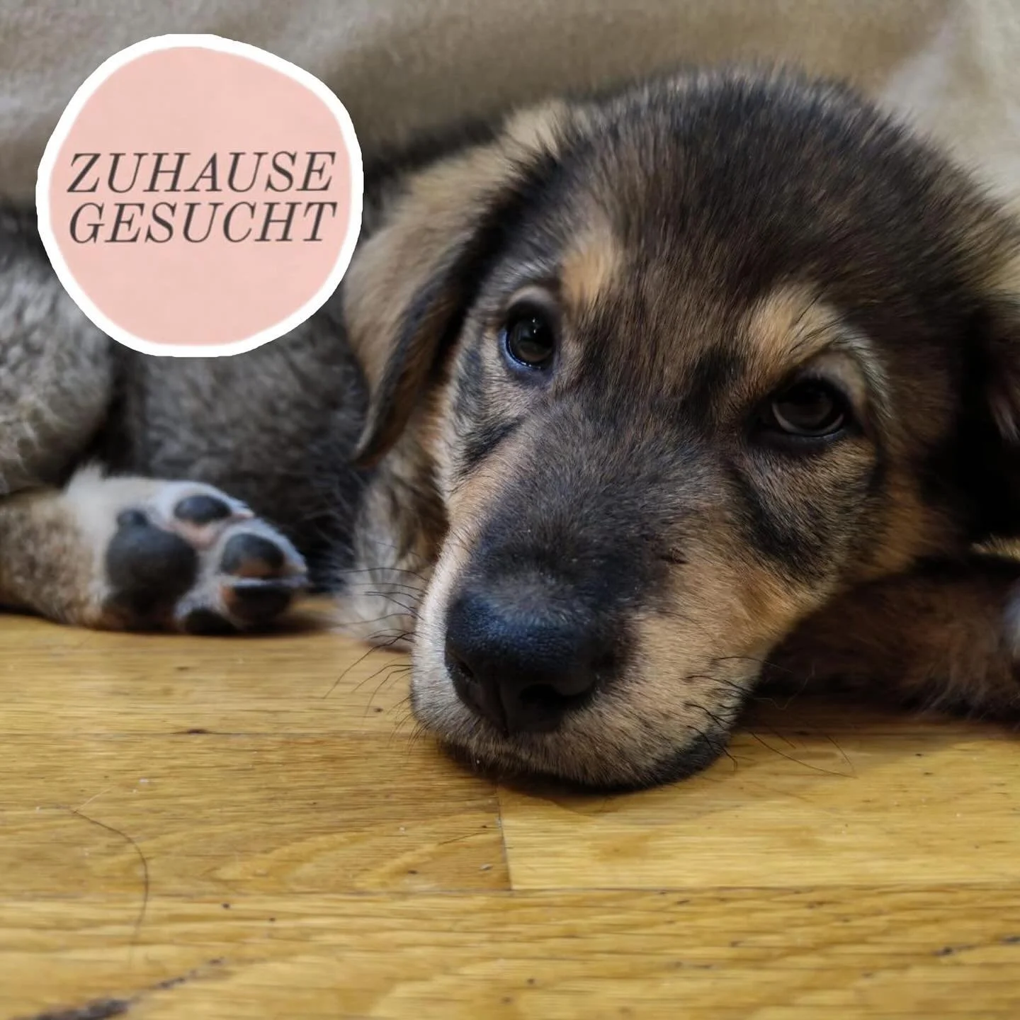 Welpe Godi sucht seine Familie f&uuml;rs Leben ❤️

Godi wurde gemeinsam mit seinen zwei Geschwistern in einer Hausruine voller M&uuml;ll entdeckt. Tiersch&uuml;tzerin Zeljana und Pflegestelle Rade nahmen die drei Welpen in ihre Obhut, wo Godi nun sic