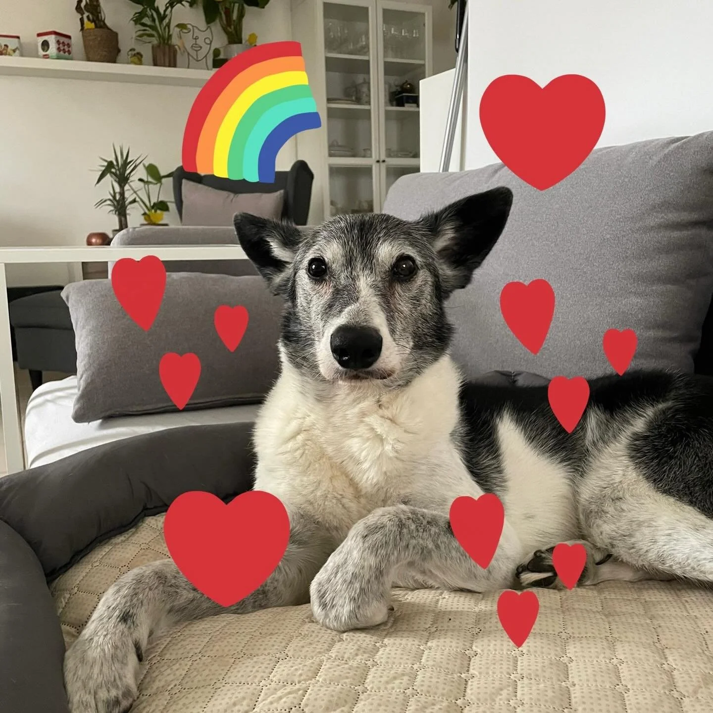 Lieber Maex&hellip;du bist jetzt ein Engel 🧡

Es hat uns so weh getan als wir geh&ouml;rt haben, dass du gehen musstest. Als wir dich in Deutschland kennenlernen durften, haben wir uns direkt in dein liebevolles Wesen verliebt. Deine neue Familie ha