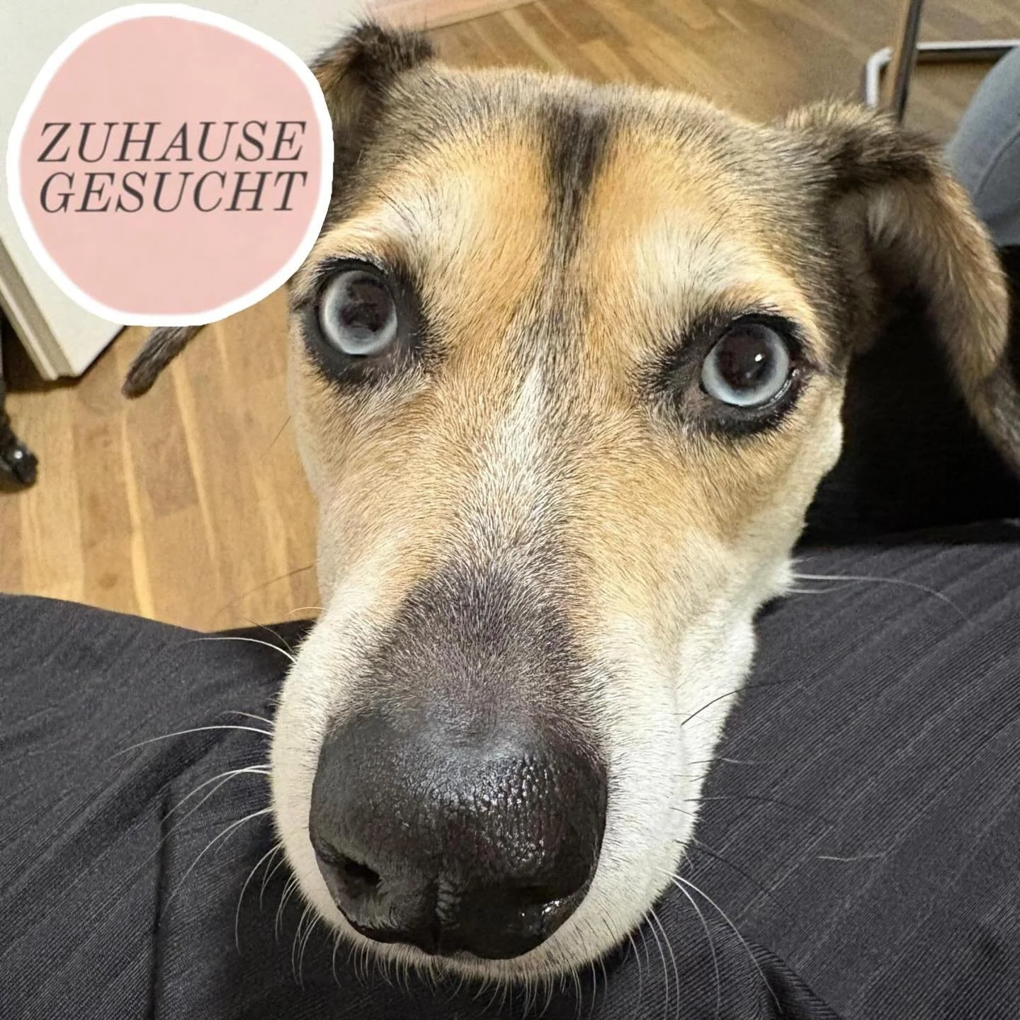 Liebe Ronja sucht ihr F&uuml;r-immer-Zuhause ❤️

Ronja ist eine sanfte, empfindsame H&uuml;ndin mit einem gro&szlig;en Herzen. Sie w&uuml;nscht sich ein ruhiges, liebevolles Umfeld und fasst zu Menschen schnell Vertrauen. In ihr steckt ein kleiner Hu