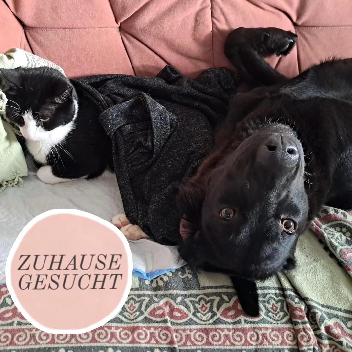 Sportliche Jungh&uuml;ndin Rosie sucht ihr forever Home ❤️

Das ist die wundervolle H&uuml;ndin Rosie. Sie lebt aktuell in einem Haushalt mit Kindern, einem weiteren Hund, einer Katze und Hasen. Daher ist sie an das Leben im Innenraum und mit Mensche