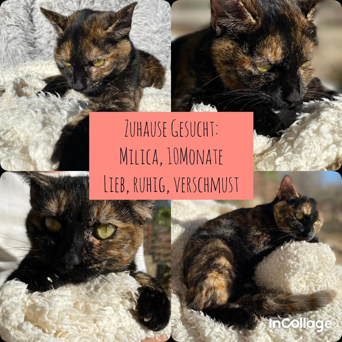 Vermittlungshilfe f&uuml;r Milica ❤️

Manchmal siehst du ein kleines Wesen und deine Gef&uuml;hle &uuml;berrollen dich. Du sp&uuml;rst pl&ouml;tzlich den tiefen Wunsch, es zu besch&uuml;tzen. F&uuml;r immer.

So ging es uns mit Milica. Sie ist eines 