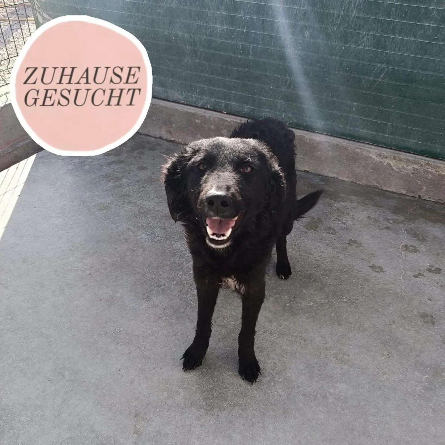 Zarte Jungh&uuml;ndin Arabica sucht ihr forever Home oder eine Pflegestelle ❤️

Das ist die wundervolle H&uuml;ndin Arabica. Sie ist ein stiller, sanfter &amp; freundlicher Charakter, der uns mit ihrer Art sofort an unsere Merida erinnert hat. Sie wi