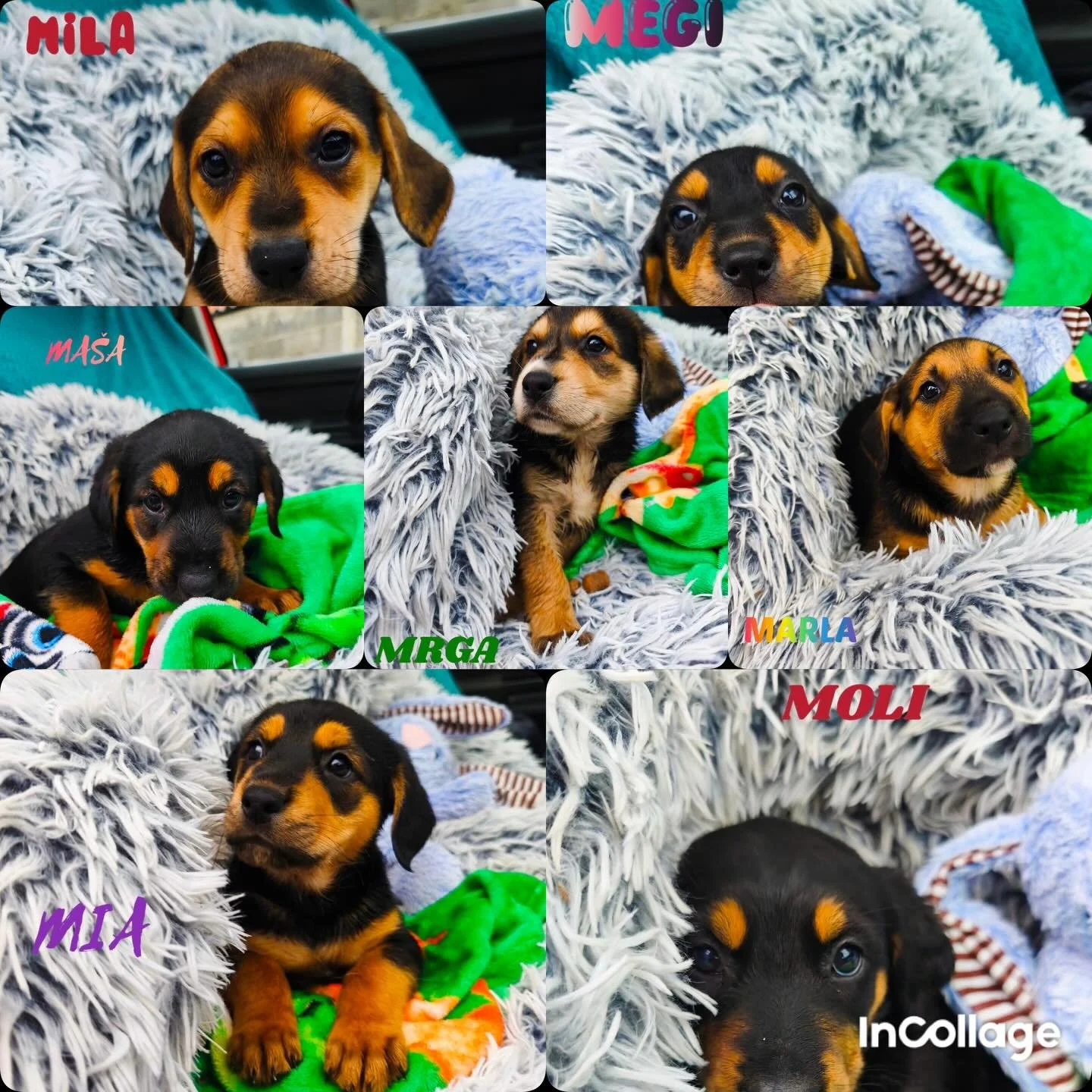 Welpen Welpen Welpen - das sind Mila, Megi, Mrga, Ma&scaron;a, Marla, Mia, Moli ❤️

Tiersch&uuml;tzerin Izabela hat vor 2.5 Monaten in Knin eine tr&auml;chtige Strassenh&uuml;ndin aufgenommen. Sie hat ihr den Namen Marta gegeben. Marta ist eine wunde