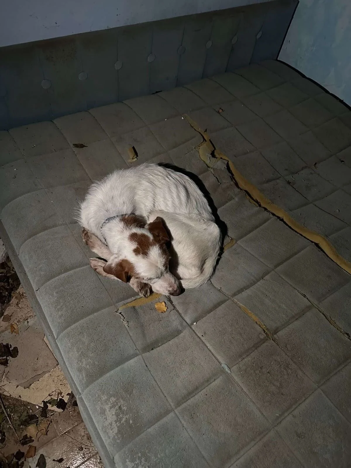 Notfall 🆘 Dringend Pflegestelle gesucht.

Gestern wurde dieser geschw&auml;chte und abgemagerte Senior (er hat noch keinen Namen) von Menschen in einer Hausruine in einem alten Dorf N&auml;he Knin gefunden. Er wurde heute zu Zeljana gebracht, aber s