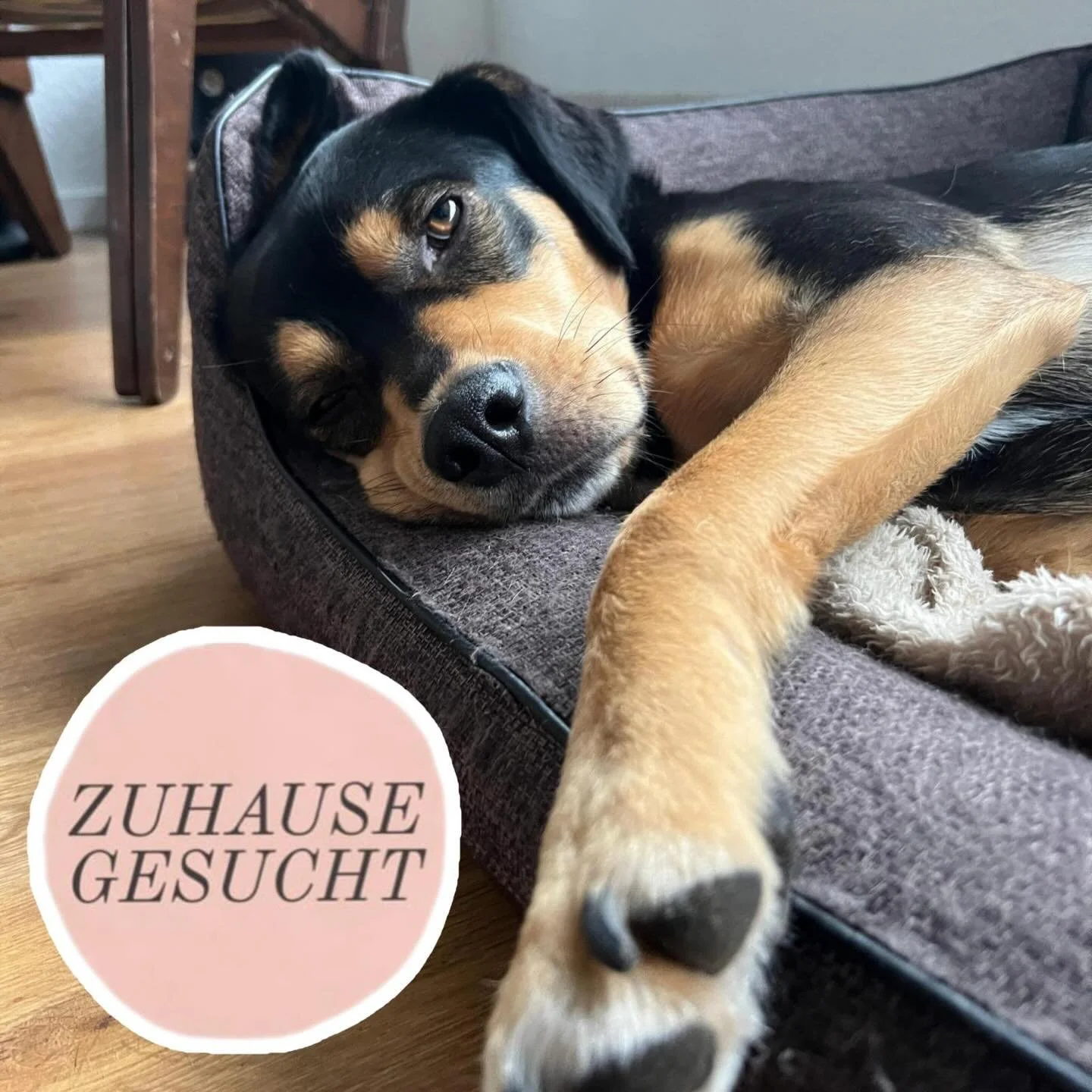 Zako sucht endlich sein F&uuml;r-Immer-Zuhause ❤️ Ein Hund mit viel Herz, der nur noch die richtigen Menschen braucht.

Zako ist ein sportlicher, lebensfroher R&uuml;de, der Spazierg&auml;nge und kleine Abenteuer liebt, aber genauso gerne eng bei sei
