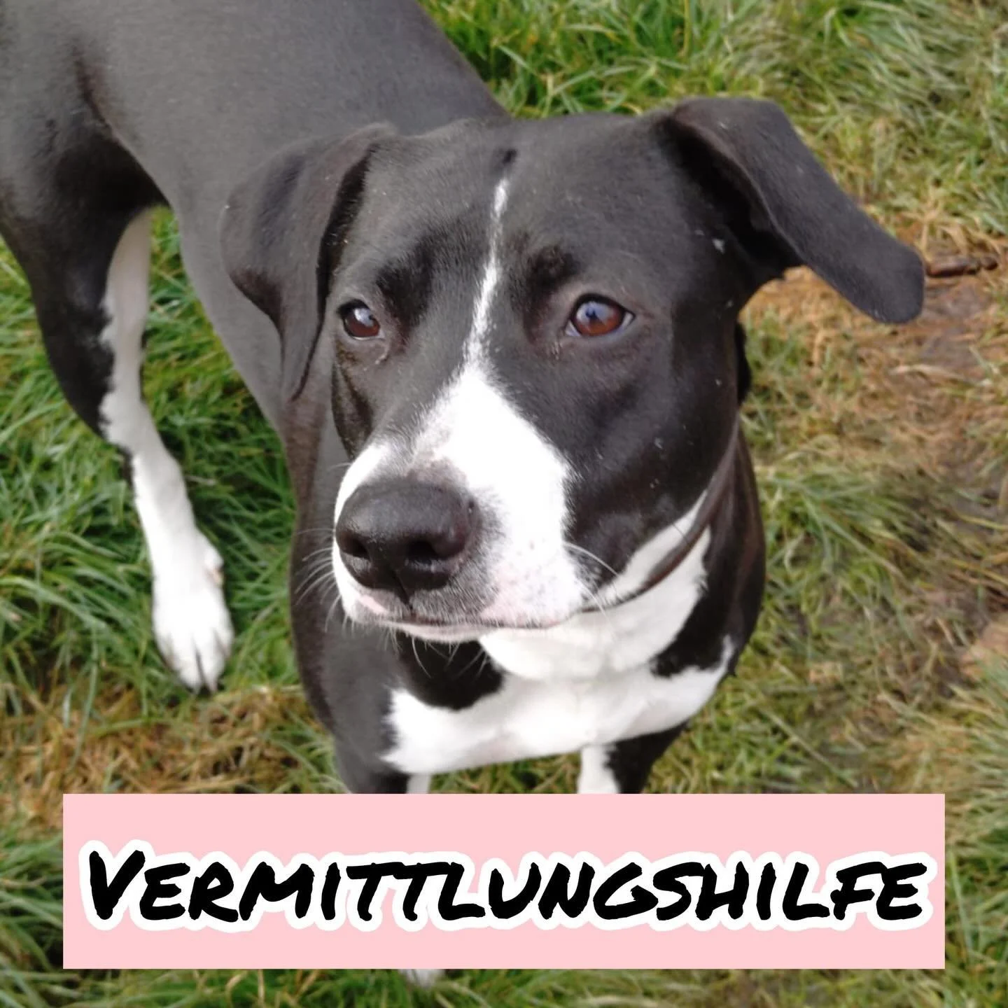 Vermittlungshilfe f&uuml;r Kira&hellip;

Intelligente, lebensfrohe Kira sucht ihr F&uuml;r-immer-Zuhause ❤️

Die 11 Monate junge und verspielte Mischlingsh&uuml;ndin Kira ist klug, neugierig und voller Energie. Sie liebt Spazierg&auml;nge, spielt ger