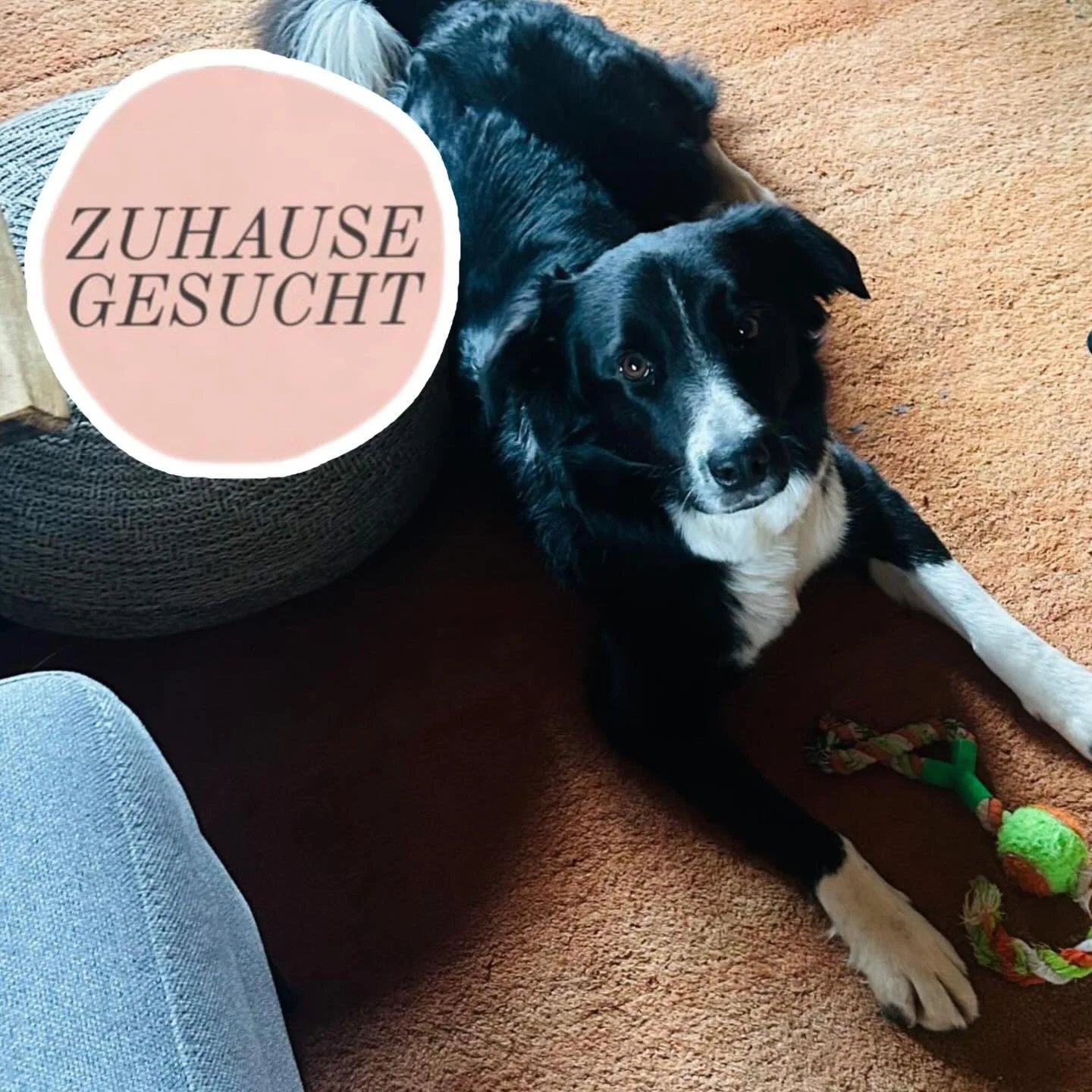 Menschenbezogene Zara sucht ihr Zuhause ❤️

Zara (4,5 Jahre, Border-Collie-Mix) ist eine sensible, liebe und verschmuste H&uuml;ndin, die das Leben im Haus gut kennt. Seit 4 Wochen lebt sie auf ihrer Pflegestelle (61276 Weilrod) in Deutschland und ze