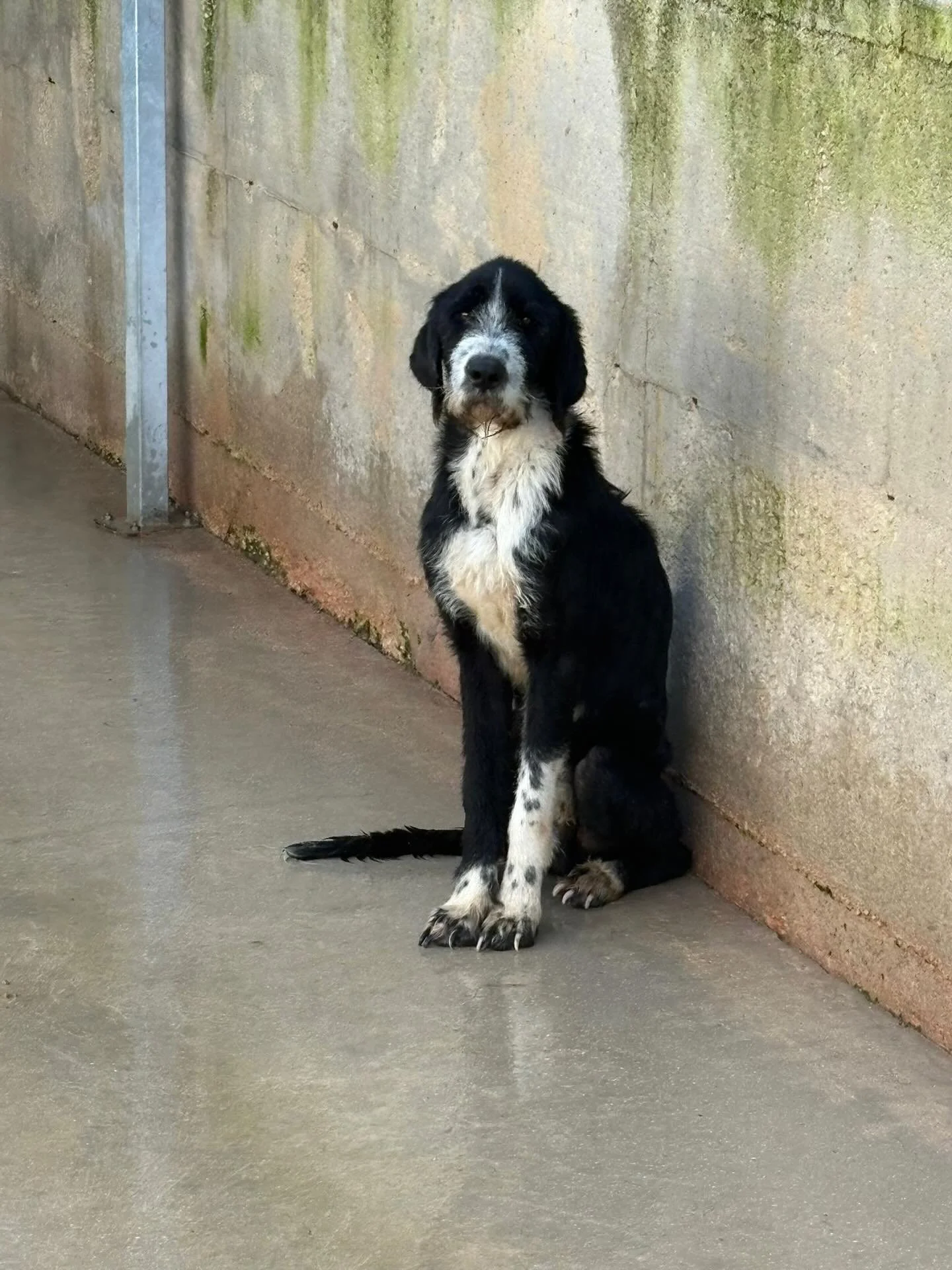 All diese Hunde warten im Tierheim auf ein Zuhause. Alle stehen zur Vermittlung. 

Bitte bitte bitte der Welt und den Tieren zu Liebe&hellip;kauft keine Tiere beim Z&uuml;chter sondern adoptiert ein Tier. 

Millionen von Tieren weinen, trauern und qu