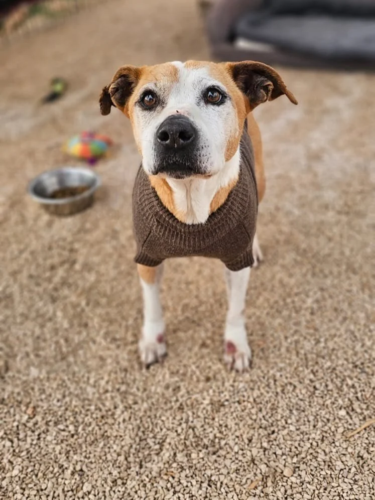 Nach nicht einmal 24h ist Alysa nicht wieder zuerkennen. Dieses Strahlen in den Augen. Im Warmen. Im Sauberen. Ein voller Napf. Liebe. 

🩷

#caesarsanimalclub #adoptdontshop