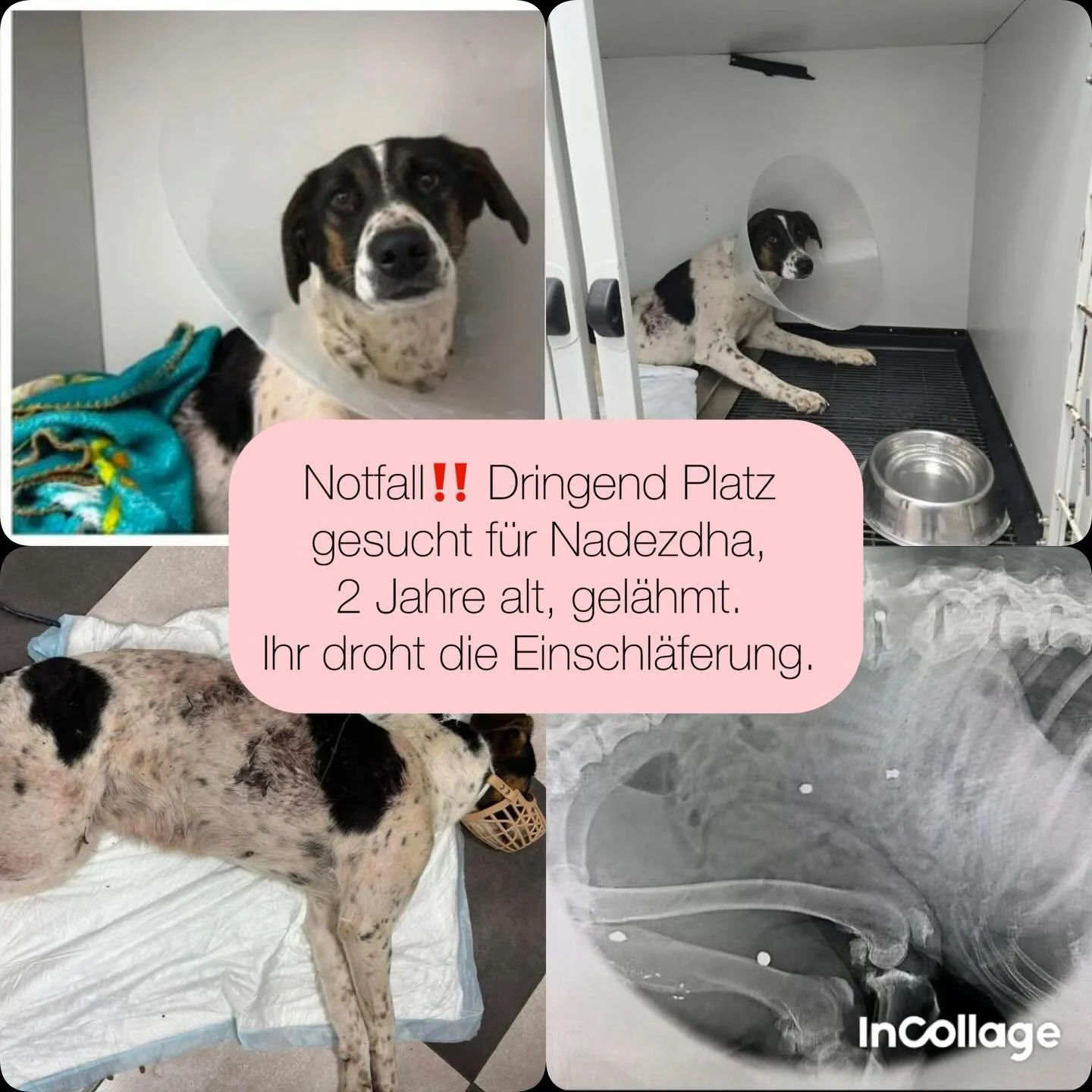 ‼️Notfall. Nadezhda (Hoffnung) sucht dringend einen Platz. Ihr droht die Einschl&auml;ferung‼️

So ein furchtbares Schicksal. Wir wurden um Hilfe f&uuml;r diese H&uuml;ndin aus Bulgarien gebeten. Nadezhda hat ein schlimmes Schicksal. Sie wurde mehrma