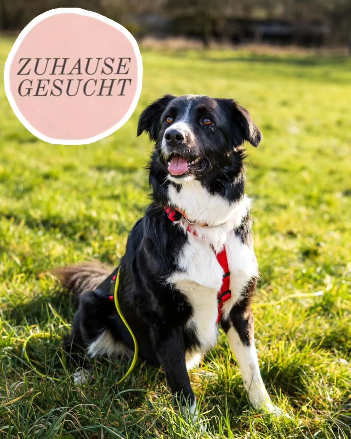 Menschenbezogene Border-Collie-H&uuml;ndin Zara sucht ihr Zuhause ❤️

Die 4,5 Jahre alte Border-Collie-Mix-H&uuml;ndin Zara ist eine sensible, liebe und verschmuste Begleiterin, die das Leben im Haus gut kennt. Sie lebt seit ca. zwei Monaten auf ihre