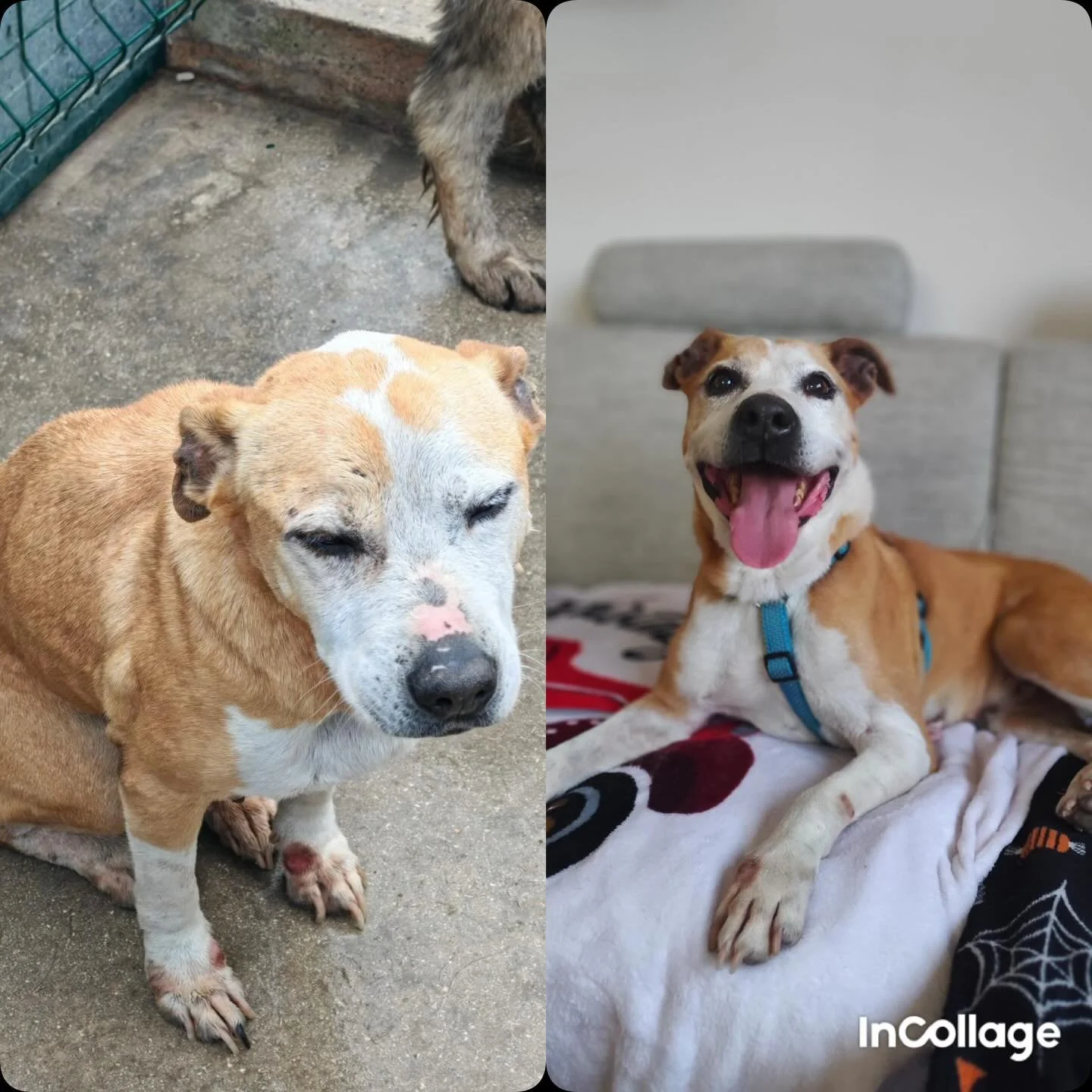 Omi Alysa hat ihr Leben zur&uuml;ck. 
Ihr Lachen zur&uuml;ck. 
Ihre W&uuml;rde zur&uuml;ck. 

🩷

Danke an @hundert_von_millionen, dass ihr sie in &Ouml;sterreich aufgenommen habt 💕 

#adoptdontshop