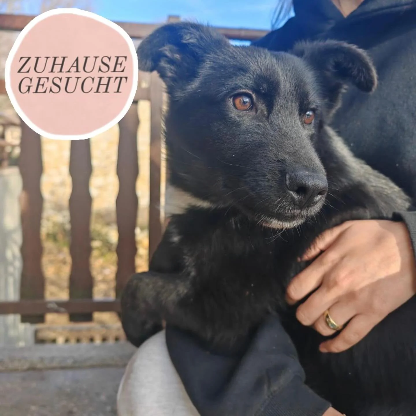 Aufgeschlossener und verschmuster Echo sucht sein Zuhause ❤️

Echo ist etwa 6 Monate alt und aktuell ca 40cm hoch. Er erinnert optisch an einen Mix aus Deutschem Sch&auml;ferhund und Collie.

Er wurde gemeinsam mit seinem Bruder von Tiersch&uuml;tzer