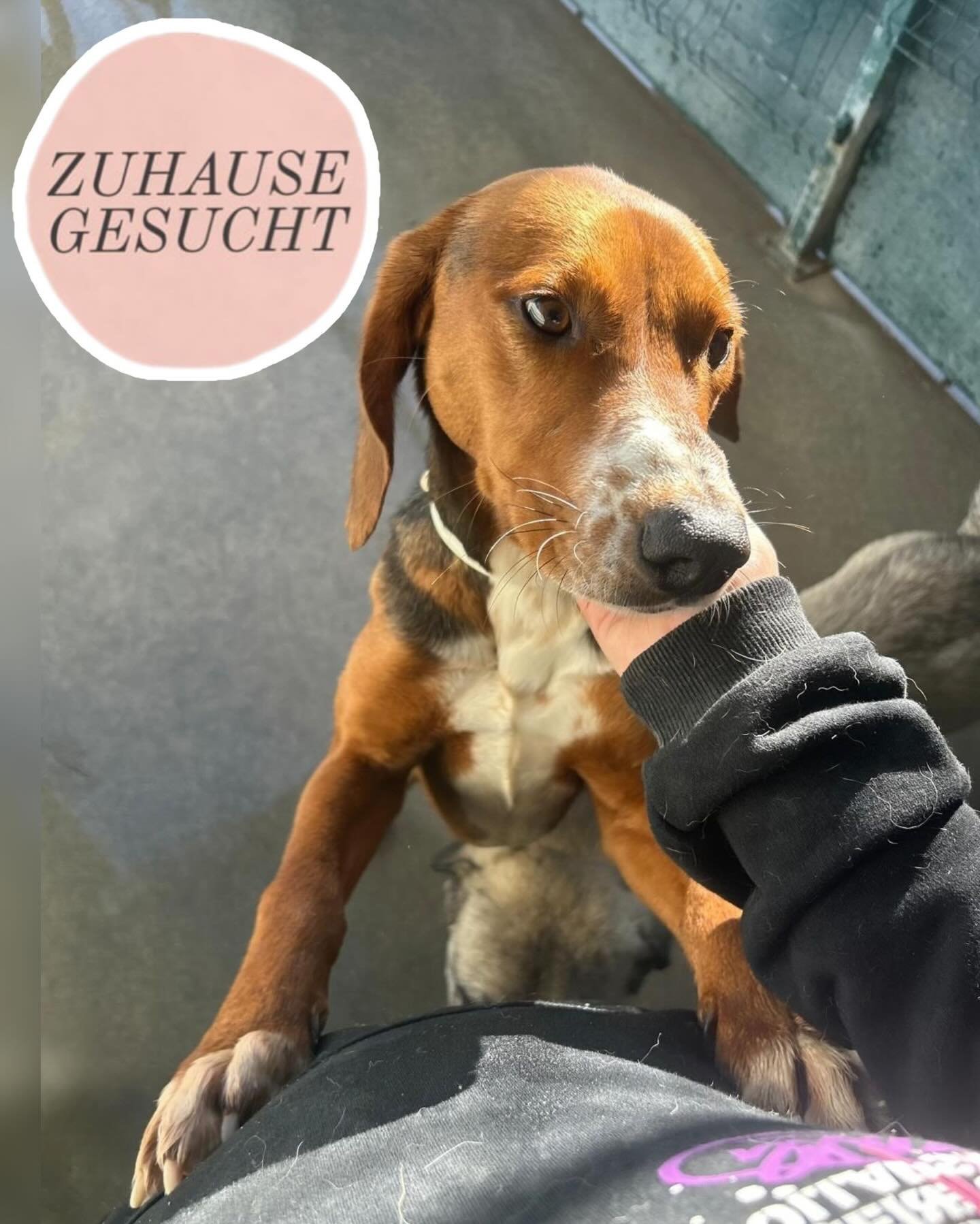 Liebenswerter Sime sucht eine Pflegestelle oder sein Perfect Match 💛

Sime ist ein rundum lebensfroher, sozialer und liebevoller R&uuml;de, der die N&auml;he zu Menschen genauso genie&szlig;t wie die Gesellschaft anderer Hunde.

Bis vor wenigen Tage