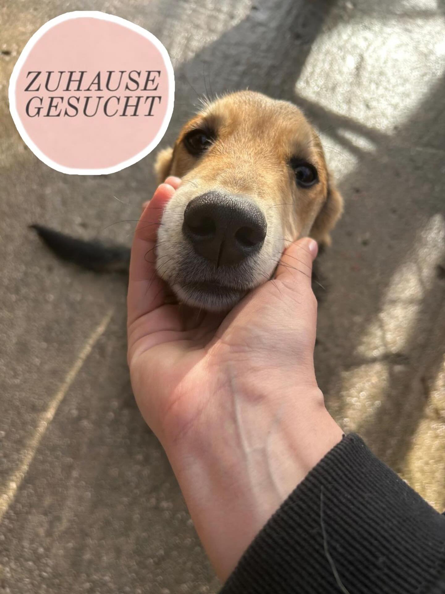 Aufgeschlossener &amp; freundlicher Junghund Hogan sucht sein Zuhause ❤️ 

Hogan ist etwa 5 Monate alt, wiegt rund 8kg und ist aktuell etwa 40 cm gro&szlig;. Sch&auml;tzungsweise wird er ausgewachsen eher ein schmaler Hund mit l&auml;ngeren Beinen we