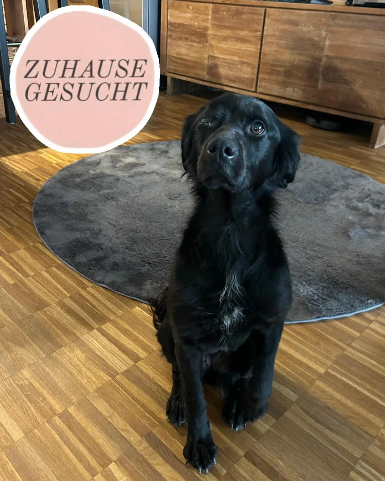 Eagle sucht ihre Forever Family 🩷

Wer Eagle kennenlernt, sp&uuml;rt sofort ihre besondere Art: Sie ist unglaublich menschenbezogen, sehr verschmust und sucht aktiv N&auml;he. Am liebsten w&auml;re sie ganz nah bei ihrem Menschen und m&ouml;chte daz