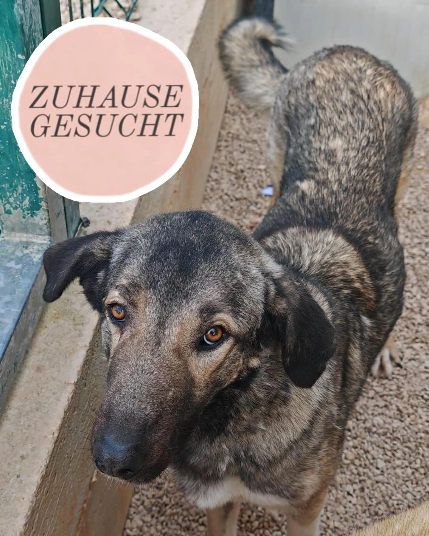 Sanfte Wild Rose sucht eine Pflegestelle oder ihr Perfect Home ❤️

Wild Rose ist eine ruhige, ausgeglichene junge H&uuml;ndin, die im Zwinger mit ihrer leisen Art sofort aufgefallen ist.
W&auml;hrend andere Hunde laut wurden oder in Stress gerieten, 