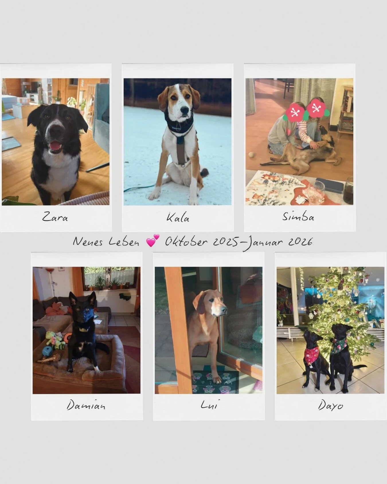 Der Start in ein neues Leben 🩵 

#caesarsanimalclub #saarbruecken #adoptdontshop #saarland #tierschutz