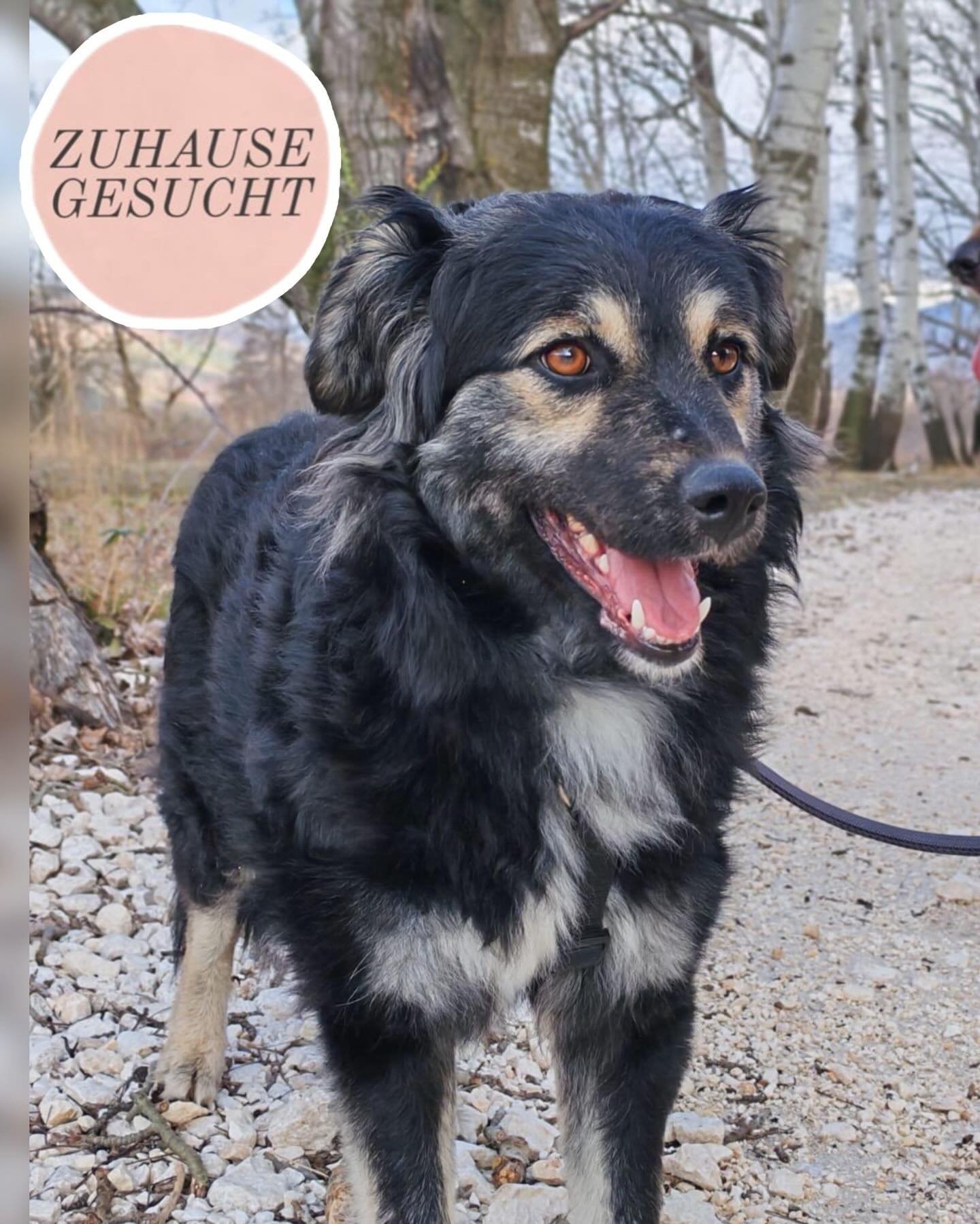 Mirta sucht ihr F&uuml;r-immer-Zuhause ❤️

Mirta ist eine wundervolle, sanfte und feinf&uuml;hlige H&uuml;ndin mit einem unglaublich liebevollen Wesen. Sie ist anfangs sch&uuml;chtern und Fremden gegen&uuml;ber vorsichtig und braucht etwas Zeit, um V