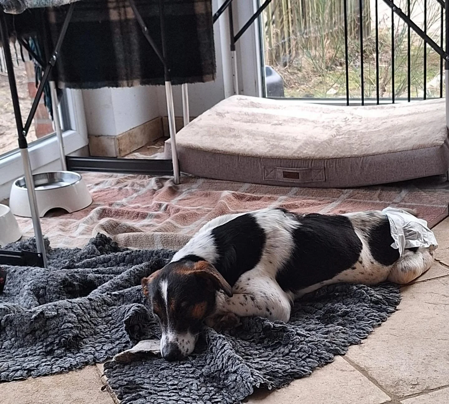 Neige ist bei @dias.tierwelt in Deutschland angekommen &amp; wir konnten dank @thessywelter gestern einen Rolli f&uuml;r die Maus bestellen. 

Ein riesengro&szlig;es Dankesch&ouml;n 🩷

#handicaphund #caesarsanimalclub #adoptdontshop #tierschutz