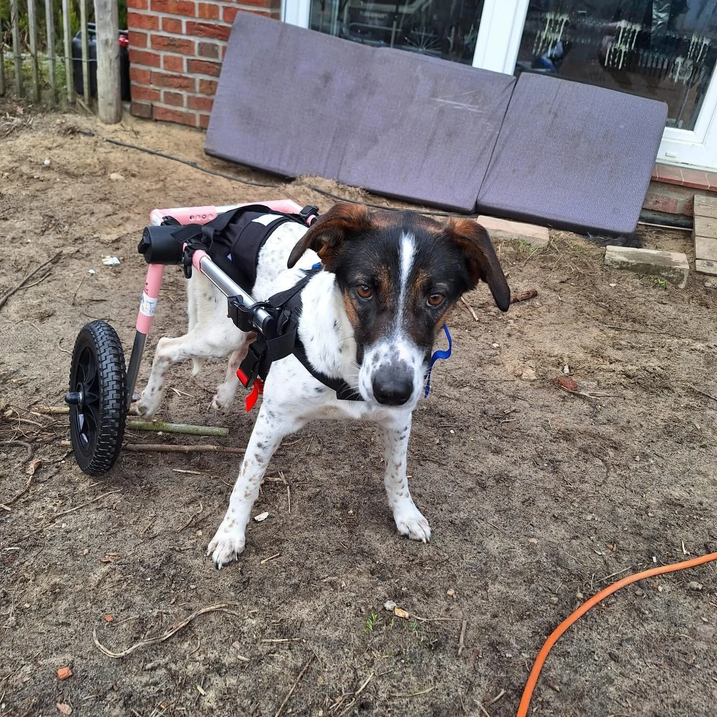 Gestern ist Neiges Rolli angekommen. Nochmal ein riesen Dankesch&ouml;n an @thessywelter f&uuml;r das Sponsorn des Rollis. Endlich wieder ein St&uuml;ck Selbstst&auml;ndigkeit, ein St&uuml;ck Freiheit. Zu sehen, wie sie sich damit bewegen kann, schen
