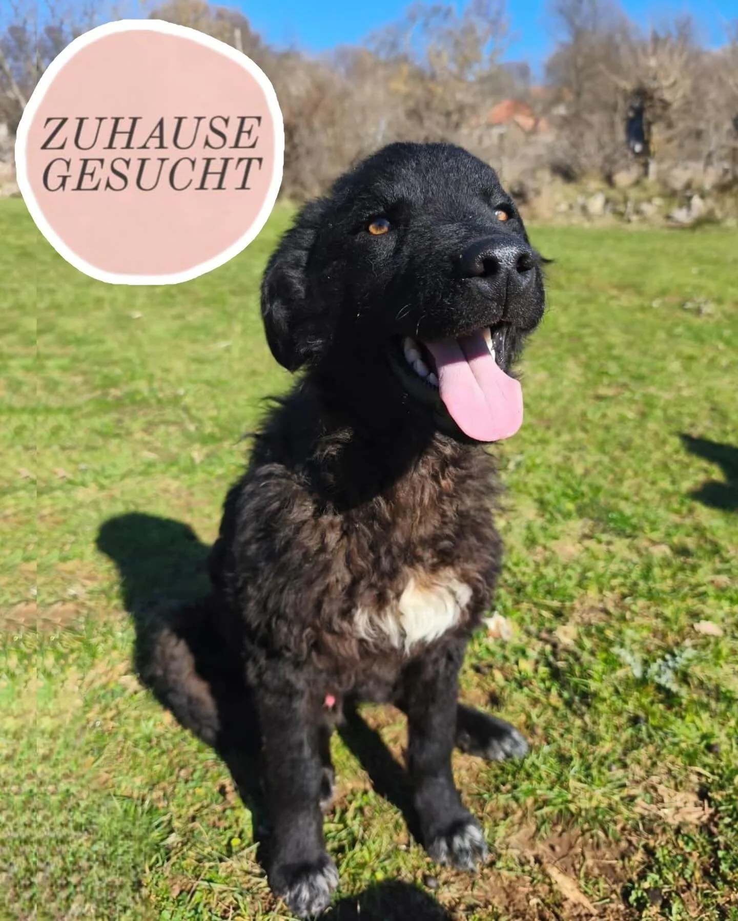 Verschmuster Bike sucht ein Zuhause oder eine Pflegestelle 🩵

Bike ist ein mittelgro&szlig;er vermutlich kroatische Sch&auml;ferhund-Mischlingsr&uuml;de mit einem fr&ouml;hlichen und freundlichen Wesen. Er ist noch jung, verspielt und sehr menschenb