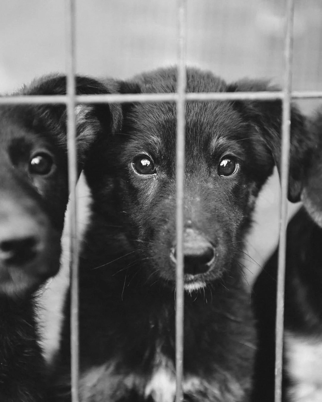 Ein paar Eindr&uuml;cke aus Zeljana&rsquo;s Tierheim @udruga_berta&hellip;

Adoptieren statt kaufen 🩷

Was bedeutet das eigentlich?

Wenn wir ein Tier adoptieren, entscheiden wir uns bewusst dagegen, Menschen zu unterst&uuml;tzen, die immer neues Le