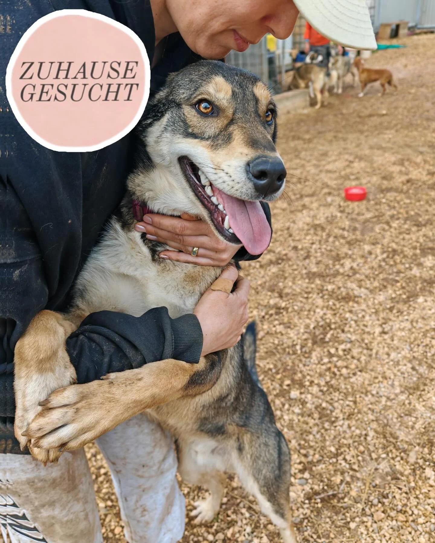 Sportlicher &amp; aufgeschlossener Junghund Arthur sucht sein forever Home ❤️

Das ist der wundervolle Arthur. Arthur ist ca. 1 Jahr alt, freundlich, aufgeschlossen bekannten und fremden Menschen gegen&uuml;ber. Zur Zeit lebt er mit mehreren R&uuml;d
