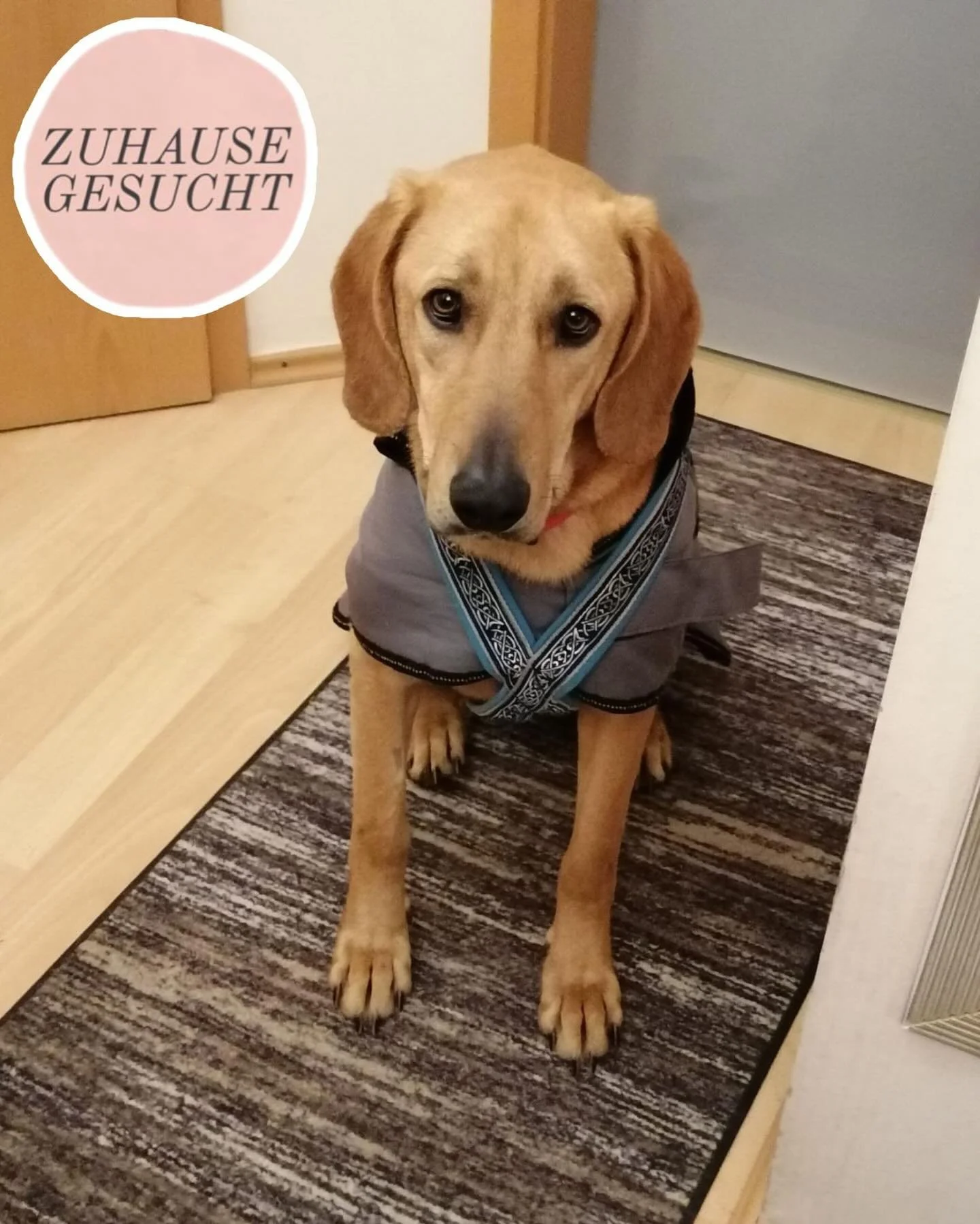 Feinf&uuml;hliger &amp; lieber junger R&uuml;de Lui sucht seine Familie ❤️

Lui ist ein junger R&uuml;de mit einem unglaublich feinen Wesen&hellip;sanft, sozial und voller Herz.

Mit anderen Hunden ist er absolut vertr&auml;glich, unabh&auml;ngig von