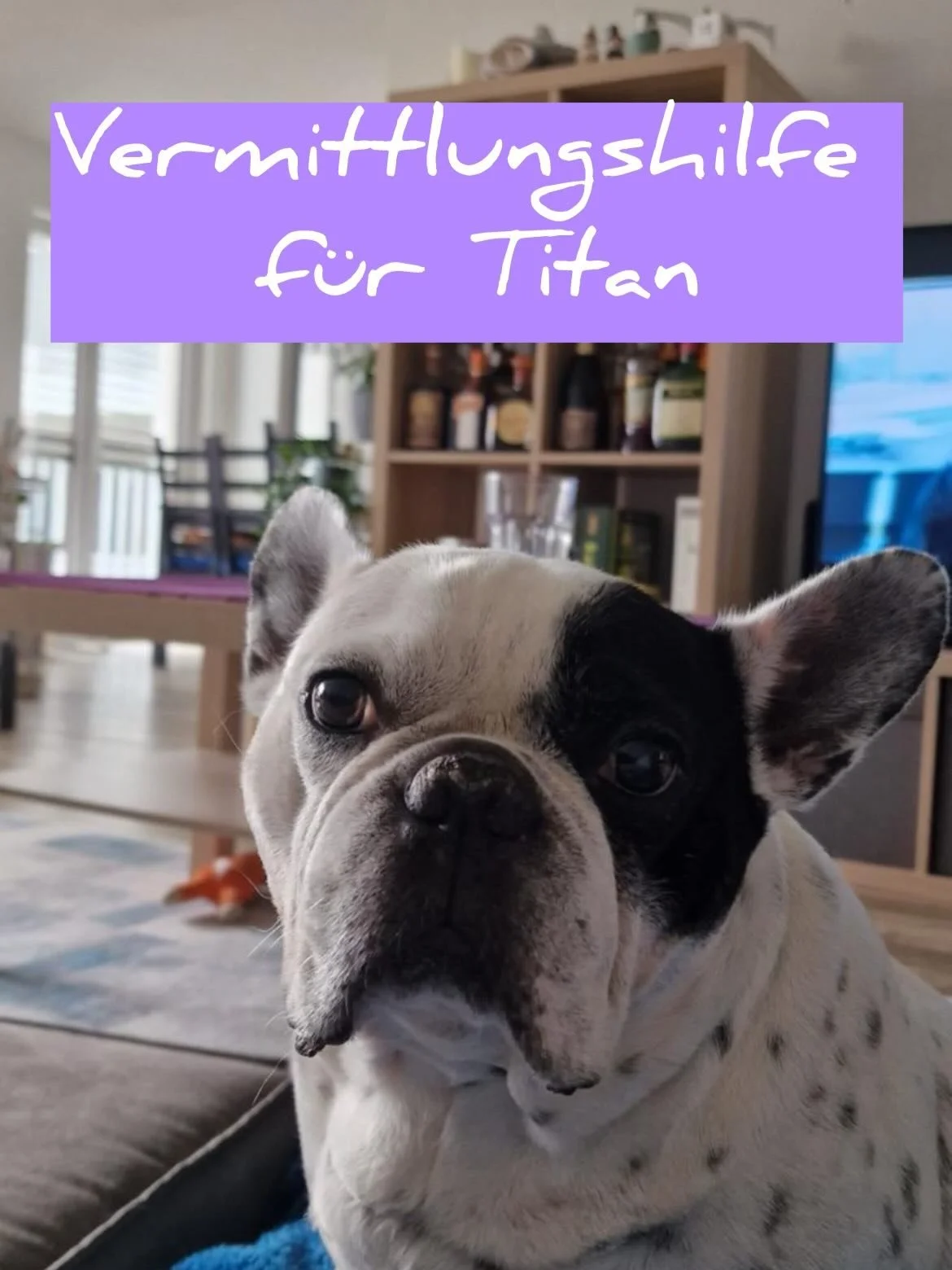 Dringend! Franz&ouml;sische Bulldogge Titan sucht dringend einen liebevollen Altersplatz ❤️

Der kleine Titan, ein 13-j&auml;hriger Franz&ouml;sischer Bulldoggen-Opi, sucht dringend ein neues Zuhause.

Seine Besitzerin musste Deutschland verlassen un