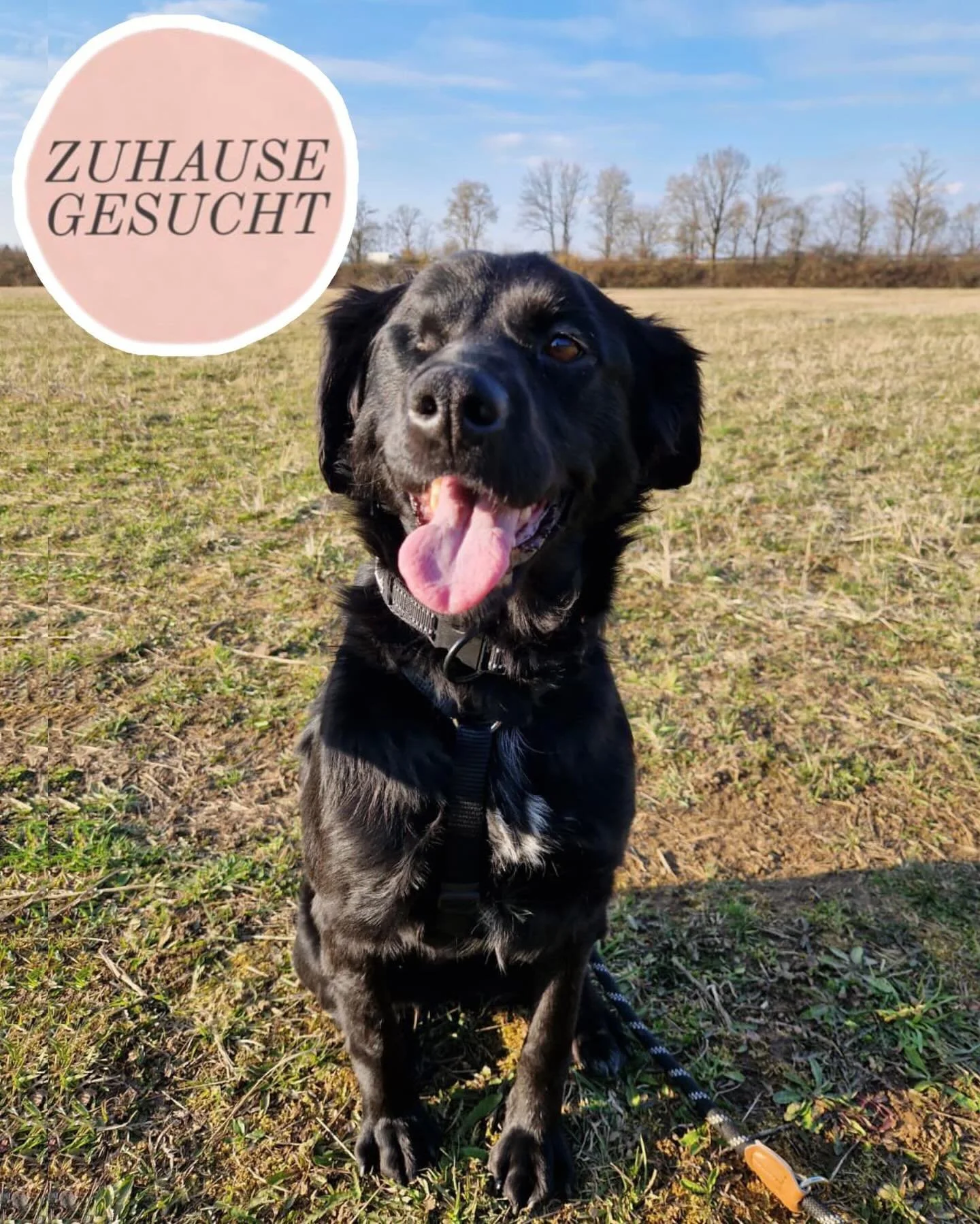 Verschmuste Eagle sucht ihre Forever Family 🩷

Wer Eagle kennenlernt, sp&uuml;rt sofort ihre besondere Art: Sie ist unglaublich menschenbezogen, sehr verschmust und sucht aktiv N&auml;he. Am liebsten w&auml;re sie ganz nah bei ihrem Menschen und m&o