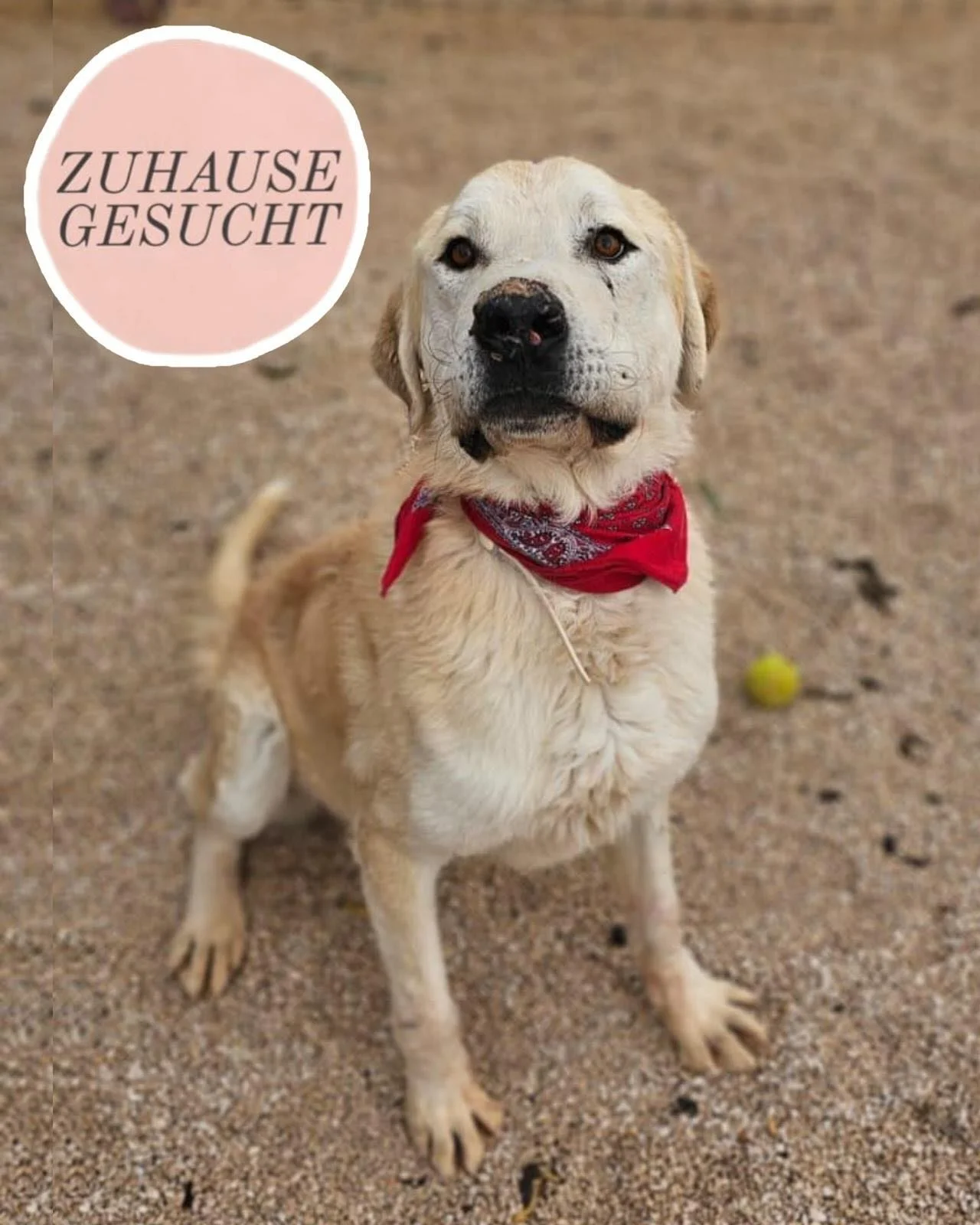 Tristan alias Snow sucht sein Zuhause f&uuml;rs Leben 🤍

Snow ist ca. 3,5 Jahre alt, ein Herdenschutzhund mit einem unglaublich sanften, menschenbezogenen Wesen.

Er sucht aktiv die N&auml;he, kommt von sich aus auf Menschen zu und m&ouml;chte am li