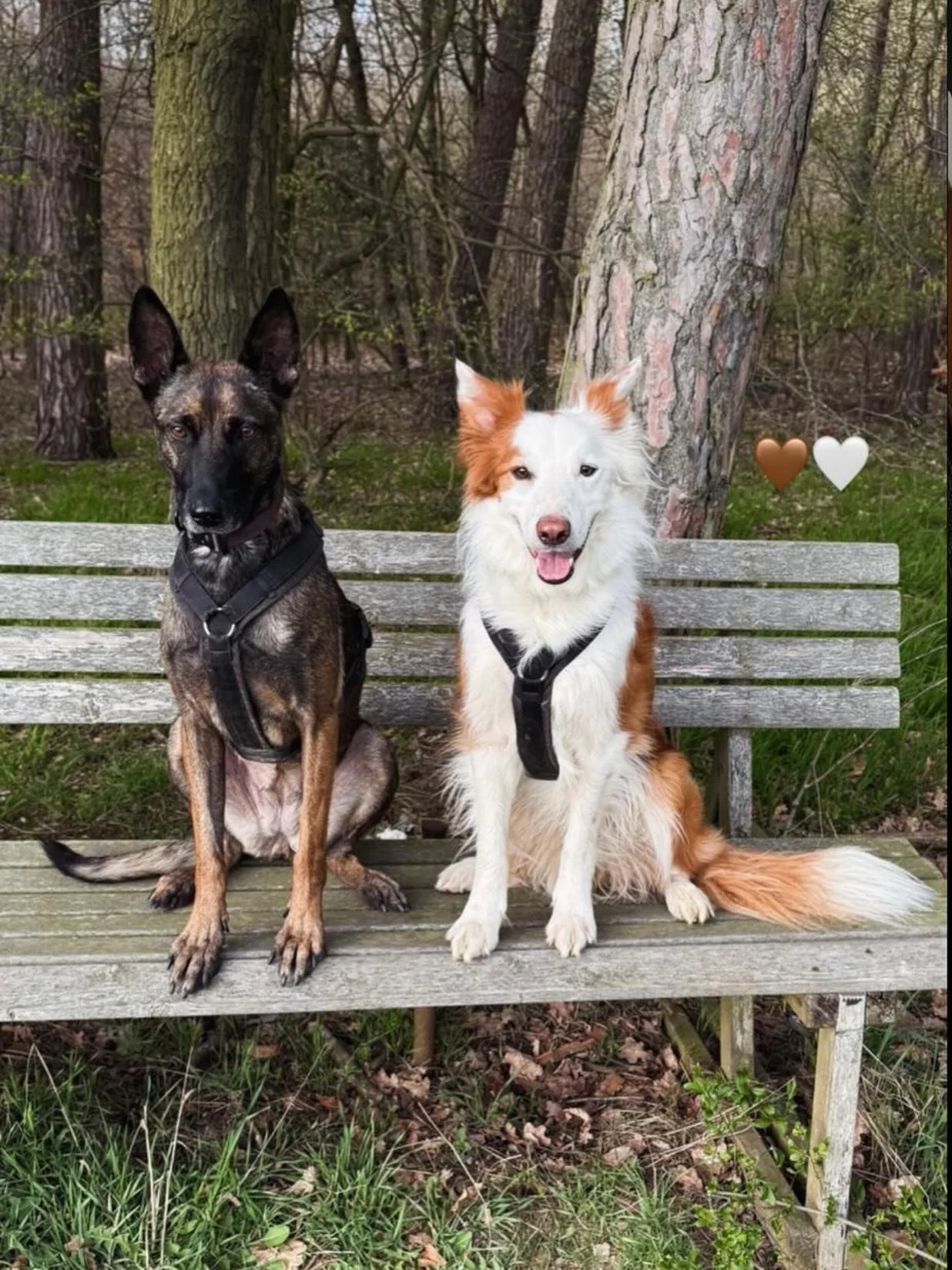 Danke @alin_aznk f&uuml;r dieses wundervolle Home f&uuml;r Yumi (Lu) 🩷

#caesarsanimalclub #adoptdontshop #malinois #saarbruecken