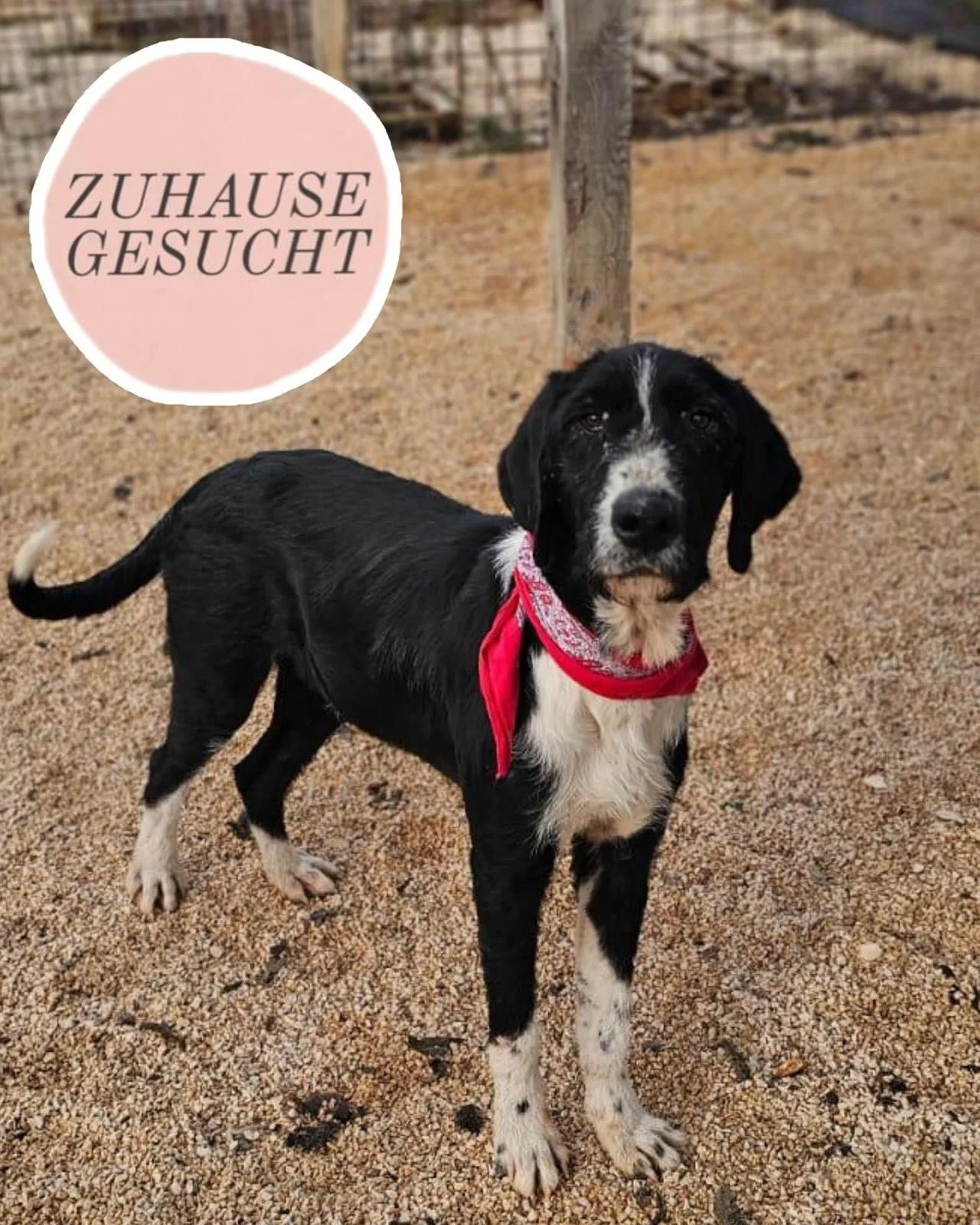 Menschenbezogener Tom sucht sein Forever Home ❤️

Tom ist etwa zwei Jahre alt &ndash; m&ouml;glicherweise auch etwas &auml;lter &ndash; und gepr&auml;gt von einem Leben, das ihm sichtbar viel abverlangt hat. Gemeinsam mit seinem Bruder Jerry lebte er