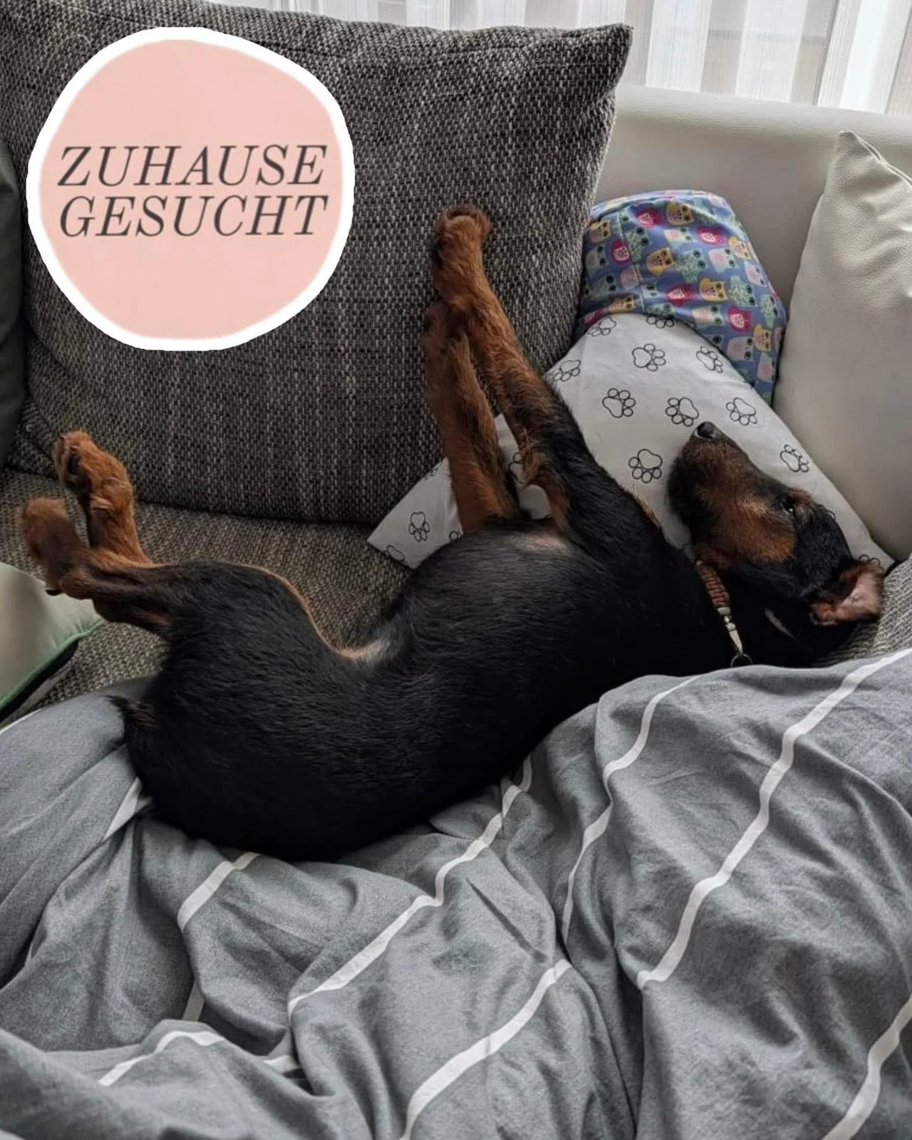 Terrier-Mix Vasko sucht sein Zuhause❤️

Er ist ca. 3 Jahre alt und (geb. 04.01.23) kommt urspr&uuml;nglich aus dem Tierheim AsEko in Kroatien. Vasko durfte Anfang M&auml;rz nach Deutschland ausreisen und lebt aktuell auf einer Pflegestelle in NRW.

V