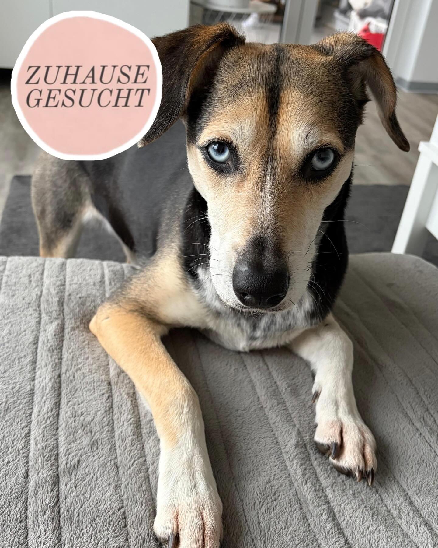 Verschmuste Ronja sucht ihr Gl&uuml;ck❤️ 

Ronja ist eine besondere H&uuml;ndin. Sie ist schlau, intelligent und liebt ihren Menschen von ganzem Herzen. Drau&szlig;en hat sie ordentlich Power und liebt lange ausgiebige Spazierg&auml;nge. 
In der Wohn