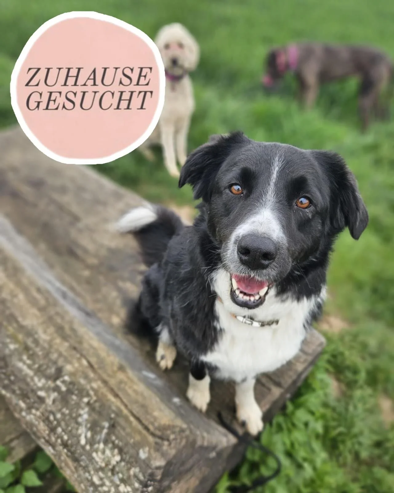Freundliche Border-Collie-H&uuml;ndin Zara wartet auf ihr Forever Home ❤️

Zara ist eine feinf&uuml;hlige, liebe und sehr menschenbezogene H&uuml;ndin, die N&auml;he, Orientierung und echte Bindung sucht. Seit ca. 6 Monaten lebt sie in Deutschland un