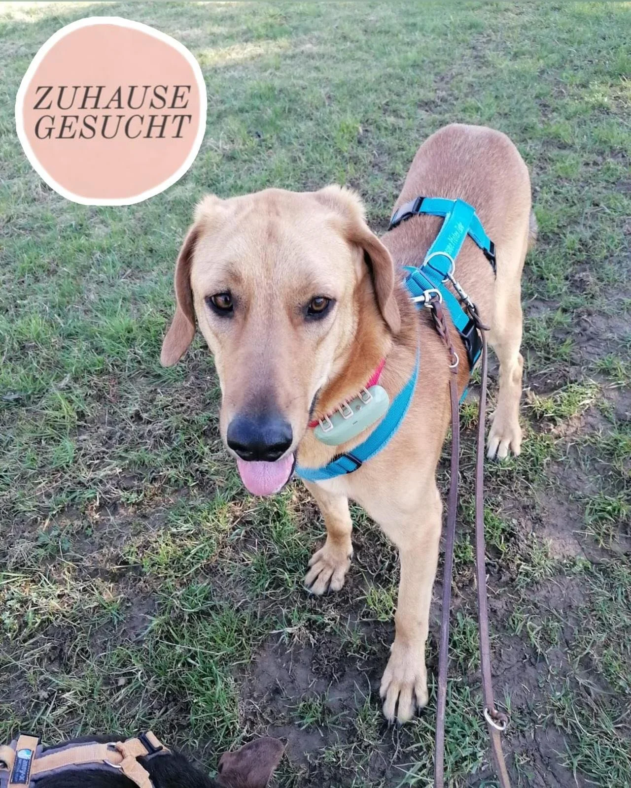 Feinf&uuml;hliger &amp; lieber junger R&uuml;de Lui sucht seine Familie ❤️

Lui ist ein junger R&uuml;de mit einem unglaublich feinen Wesen&hellip;sanft, sozial und voller Herz.

Mit anderen Hunden ist er absolut vertr&auml;glich, unabh&auml;ngig von