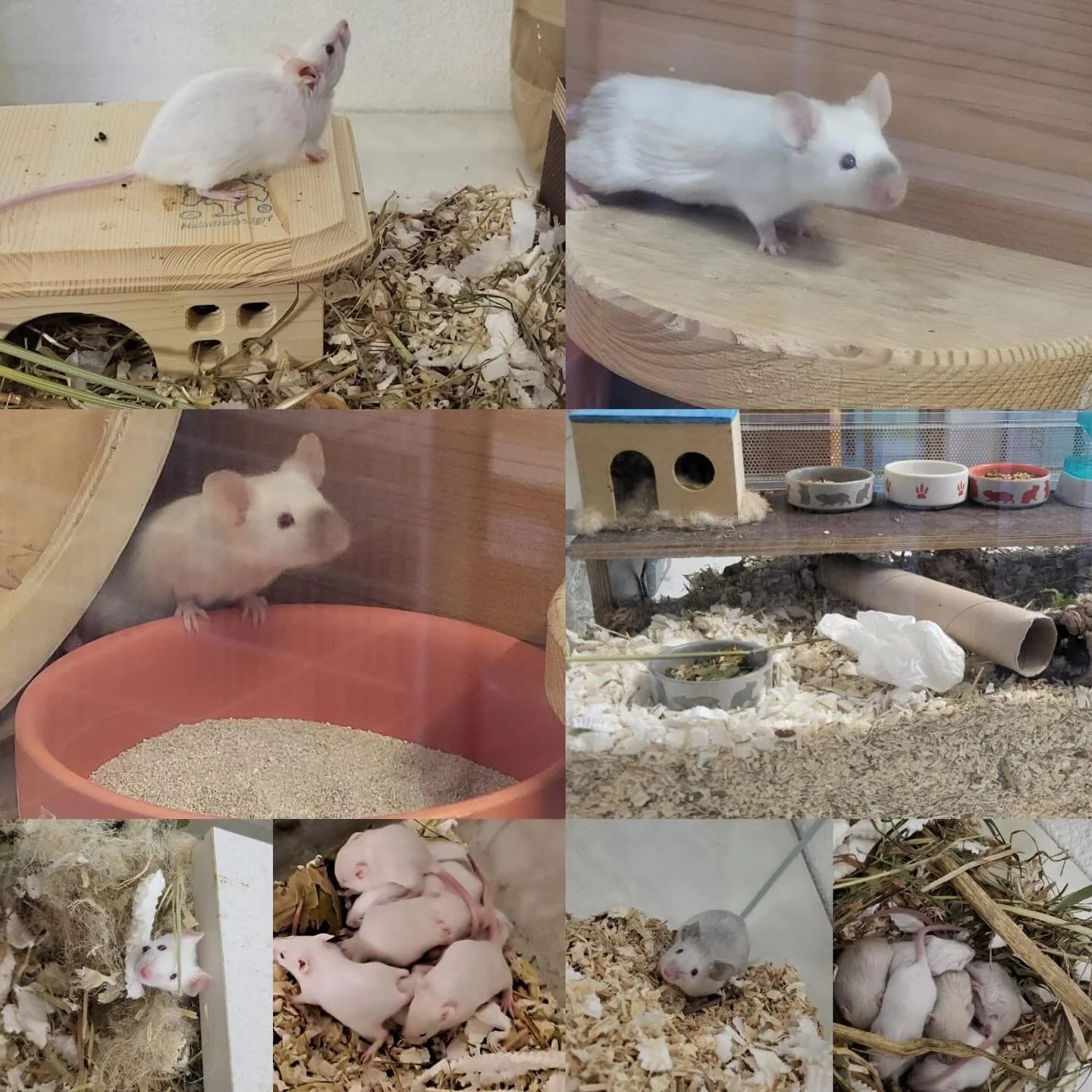 Vermittlungshilfe 💕

Farbm&auml;use🐭
​In unseren Gehegen herrscht reges Treiben, denn wir haben aktuell viele quirlige Farbm&auml;use im Tierheim, die endlich in ein dauerhaftes Zuhause ziehen m&ouml;chten.
Unterschiedliches Alter, sowie eine Auswa