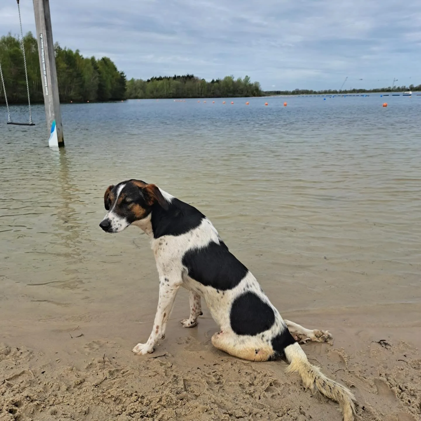Danke nochmal an alle, die an Neiges neuem Leben beteiligt waren. 🩷 Sie war letztes Wochenende zum ersten Mal am Strand &amp; darf ihr Leben in vollen Z&uuml;gen genie&szlig;en. 

@dias.tierwelt Claudia danke euch 🩷 

#adoptdontshop❤️ #caesarsanima