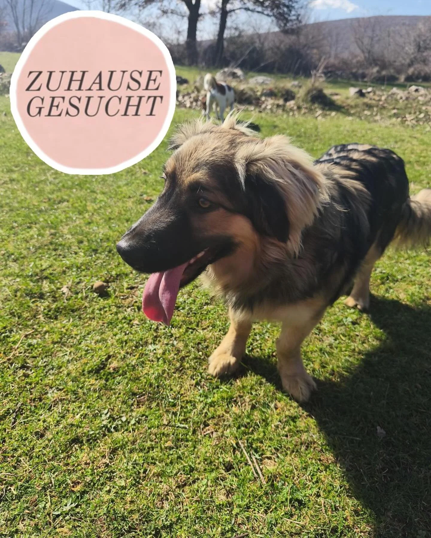 Sanfter &amp; gem&uuml;tlicher Ozzy sucht sein Zuhause ❤️

Ozzy ist einer dieser Hunde, die man kaum beschreiben kann, ohne sofort an seine besondere Sanftheit zu denken. Er ist ein sehr zarter, feinf&uuml;hliger und eher gem&uuml;tlicher junger Hund