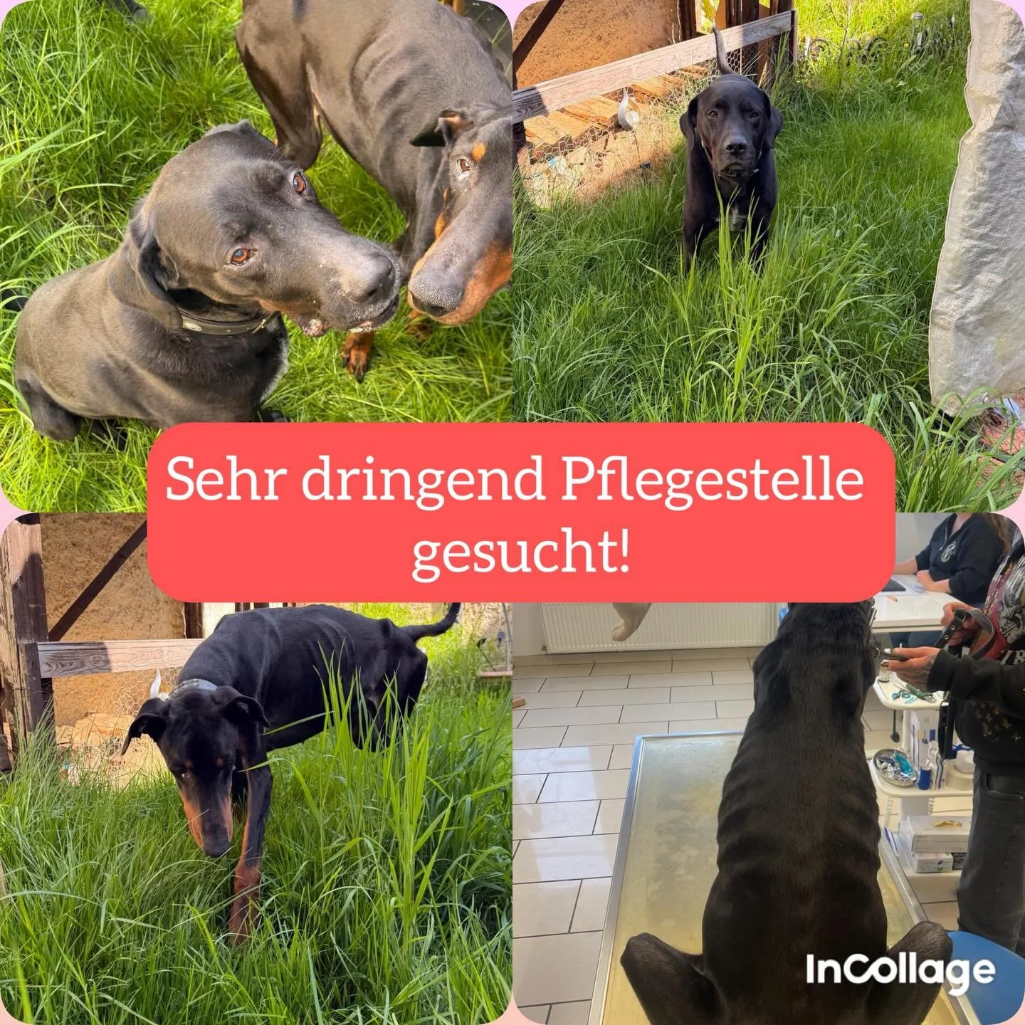 ‼️DRINGEND Pflegestelle gesucht f&uuml;r Jonny &amp; Cash‼️
(Vermittlungshilfe von Privat)

Jonny (Dobermann, 8 Jahre)
Cash (Labrador-Mix, 11 Jahre)

Aktuelle Situation:
Der Besitzer ist verstorben, die zweite Bezugsperson liegt im Krankenhaus. Die H