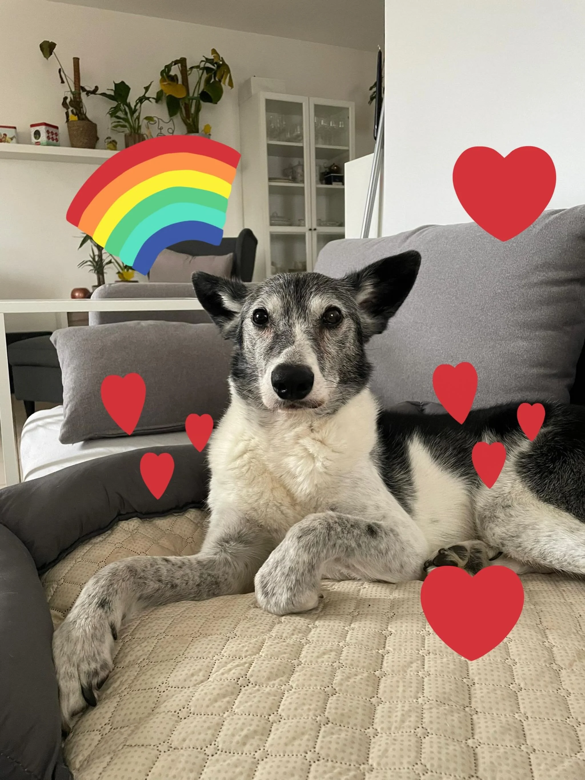 Lieber Maex&hellip;du bist jetzt ein Engel 🧡

Es hat uns so weh getan als wir geh&ouml;rt haben, dass du gehen musstest. Als wir dich in Deutschland kennenlernen durften, haben wir uns direkt in dein liebevolles Wesen verliebt. Deine neue Familie ha