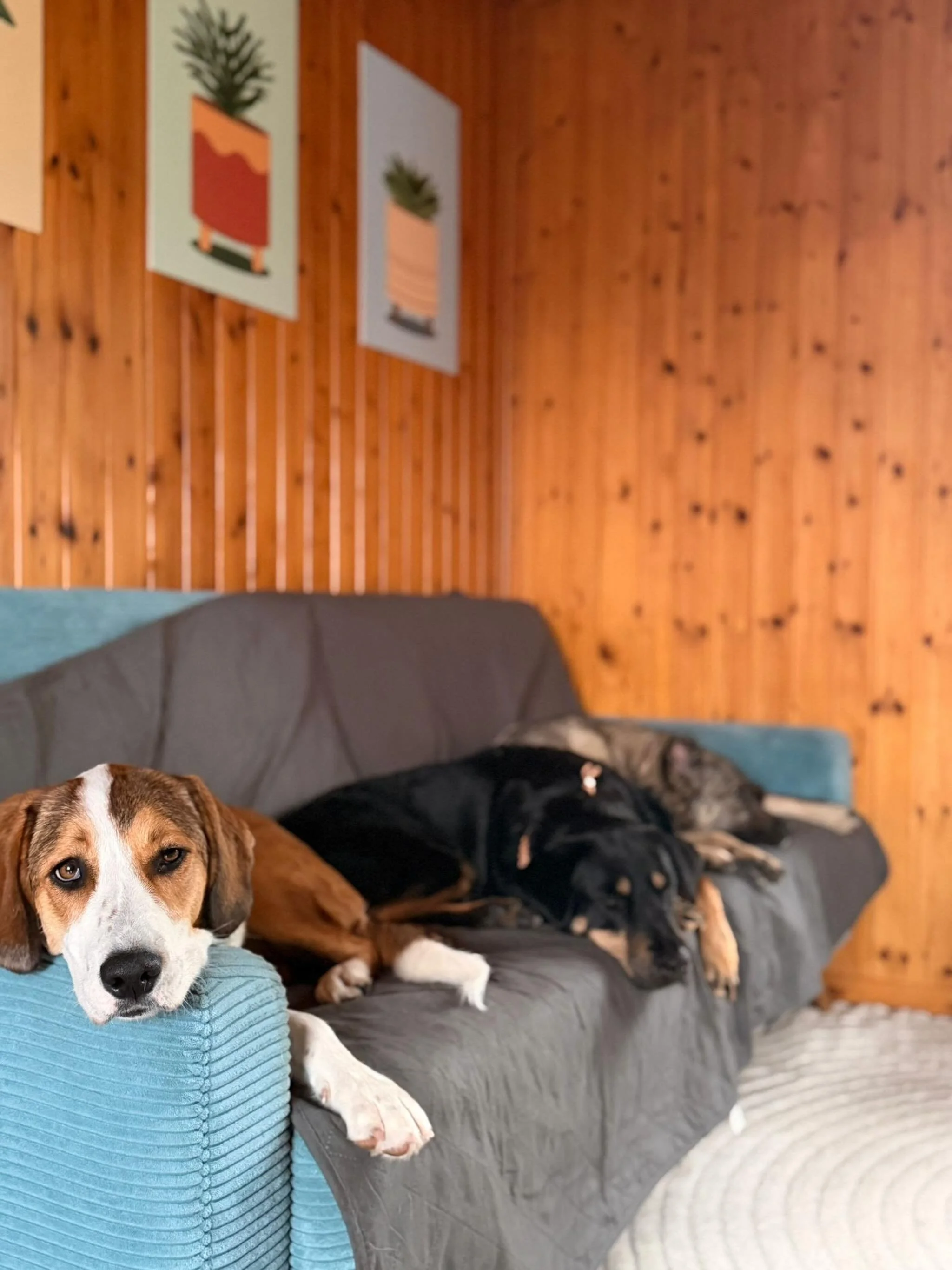 Love 🩷

#adoptdontshop #caesarsanimalclub #tierschutz #saarland